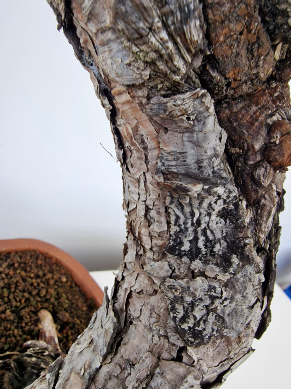 Pinus thunbergii Pre-Bonsai No.2