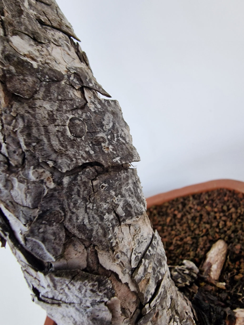 Pinus thunbergii Pre-Bonsai No.2