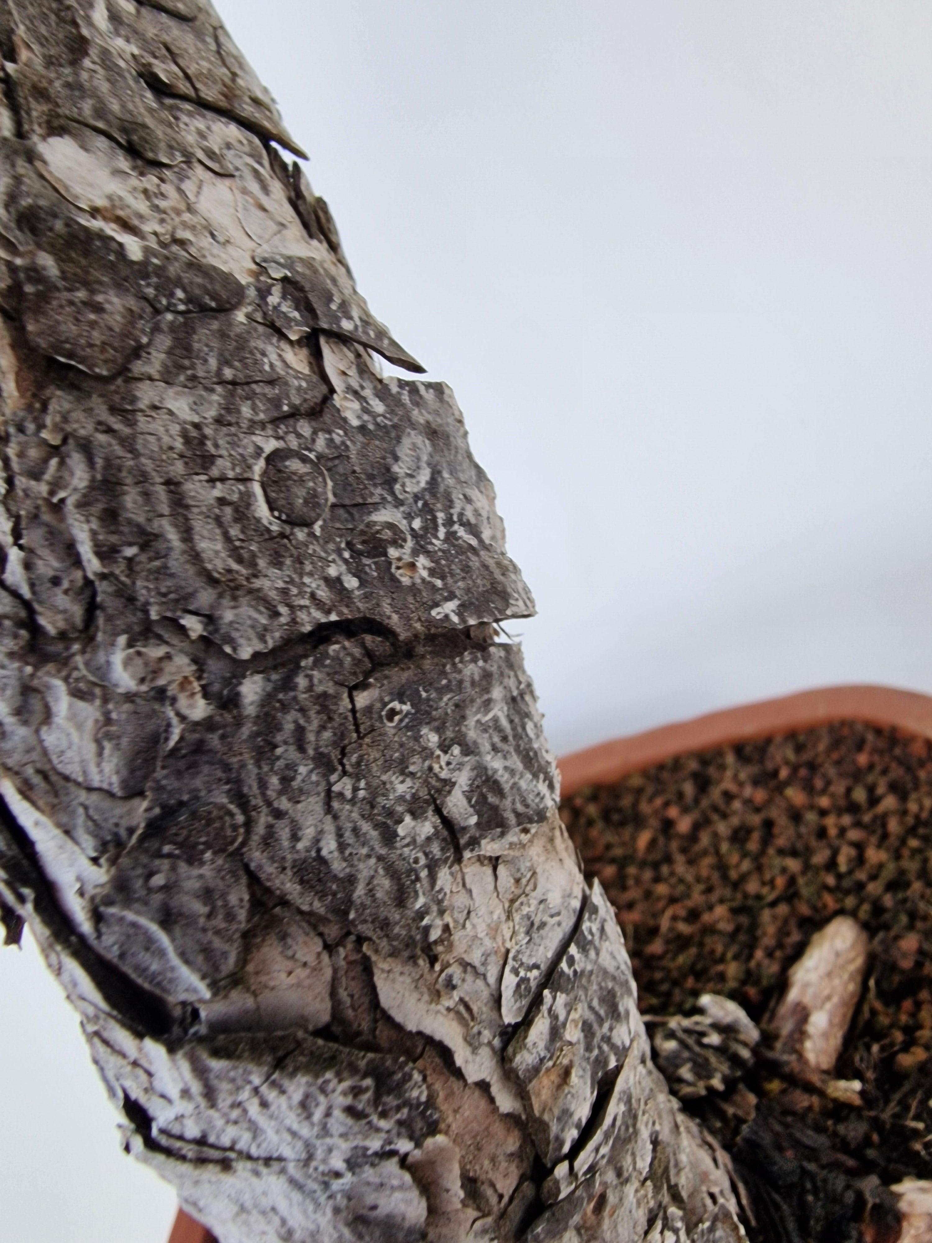 Pinus thunbergii Pre-Bonsai No.2