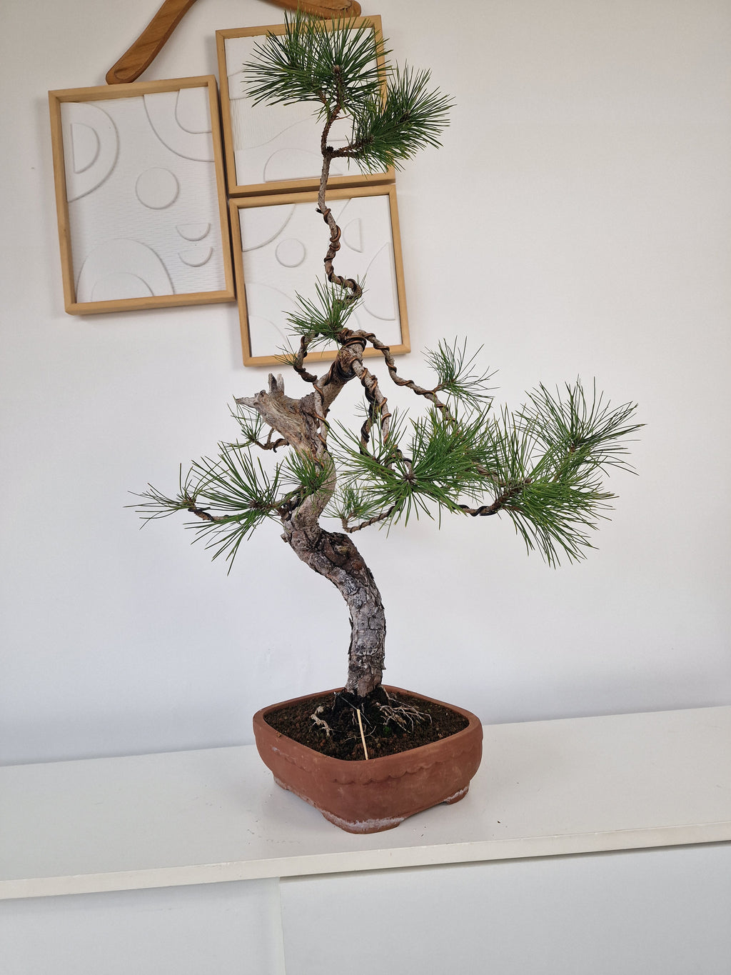 Pinus thunbergii Pre-Bonsai No.2