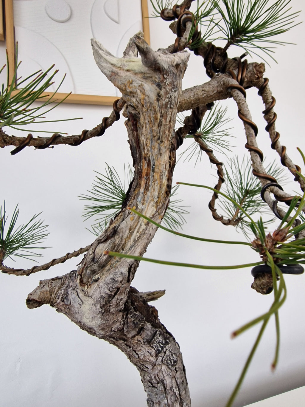 Pinus thunbergii Pre-Bonsai No.2