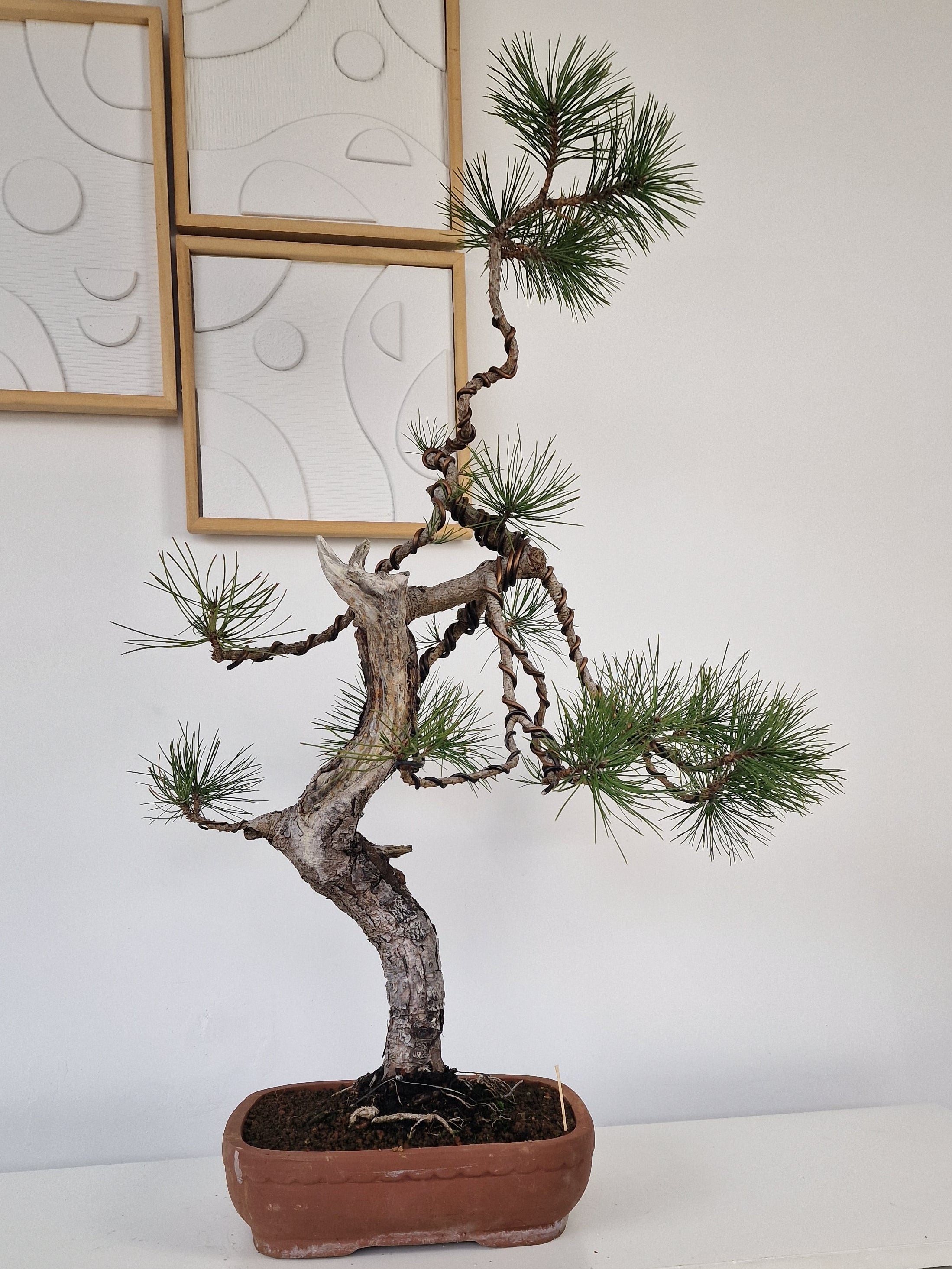 Pinus thunbergii Pre-Bonsai No.2
