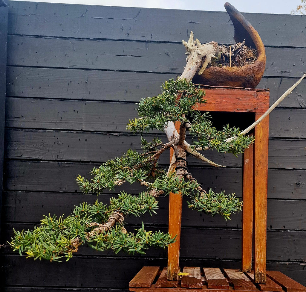 Taxus baccata cascade bonsai  No. 1