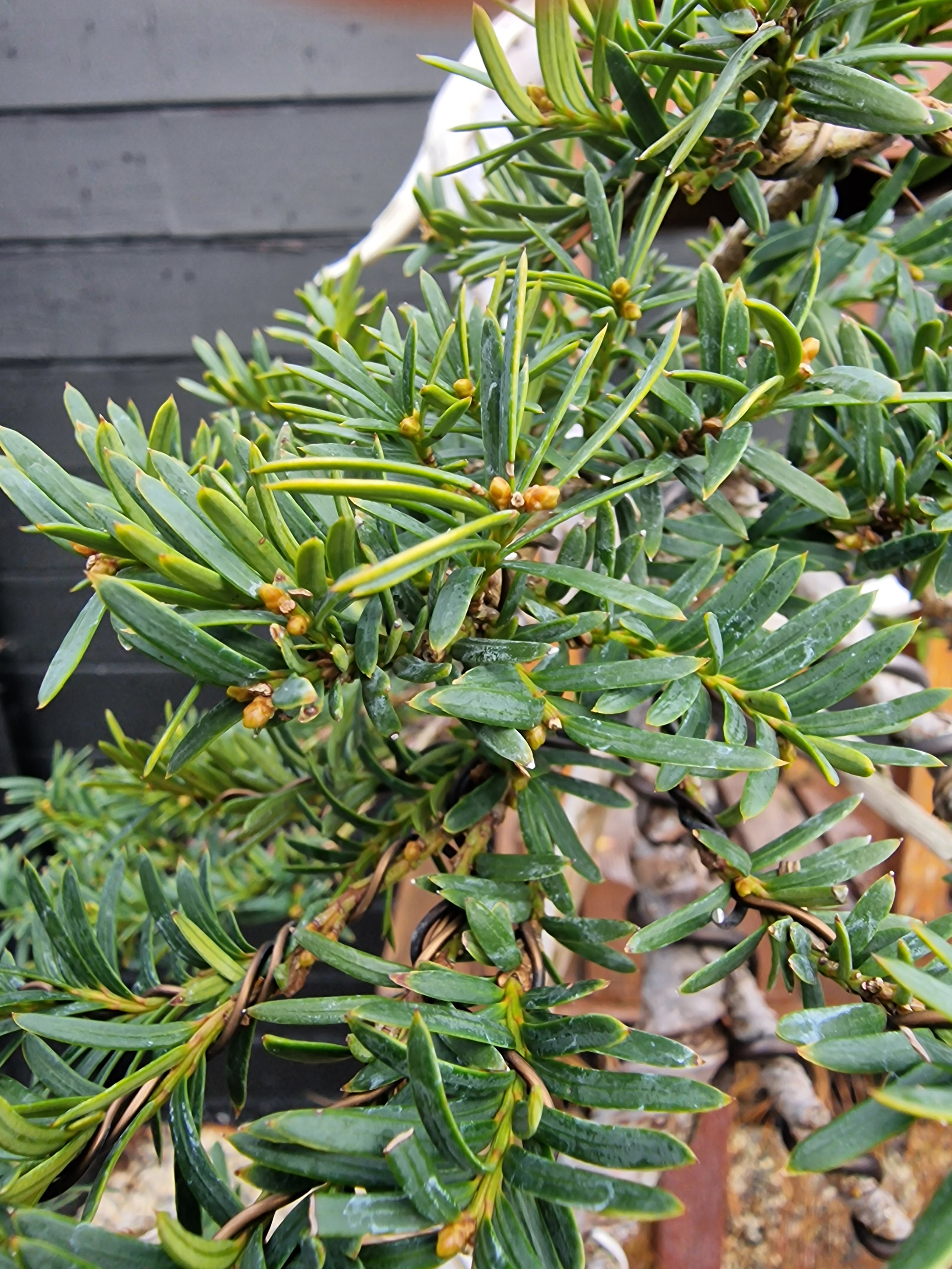 Taxus baccata cascade bonsai  No. 1