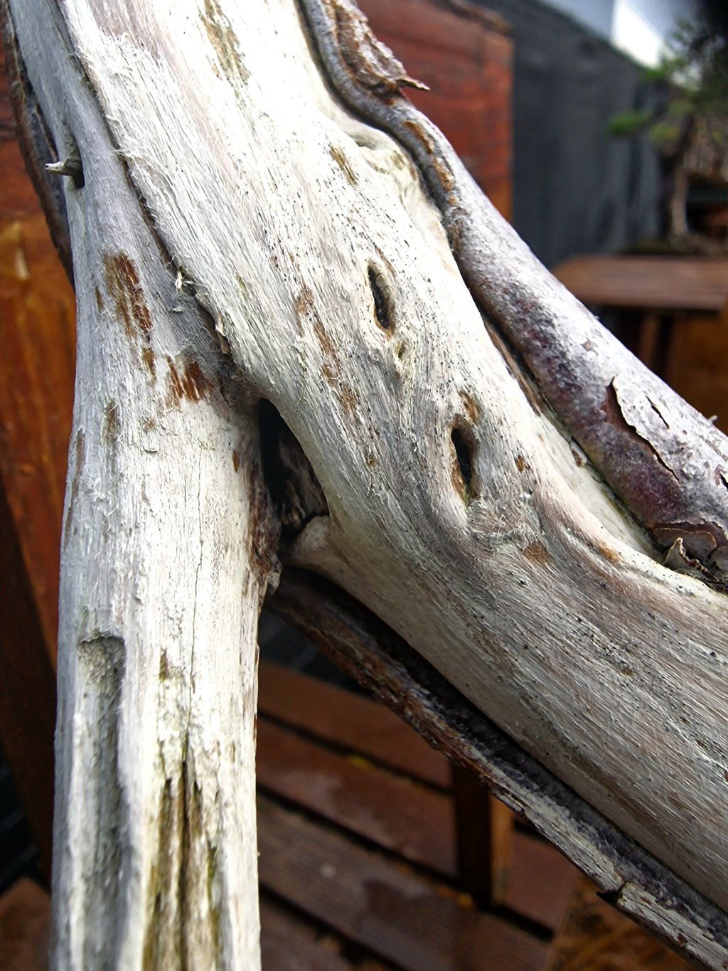 Taxus baccata cascade bonsai  No. 1