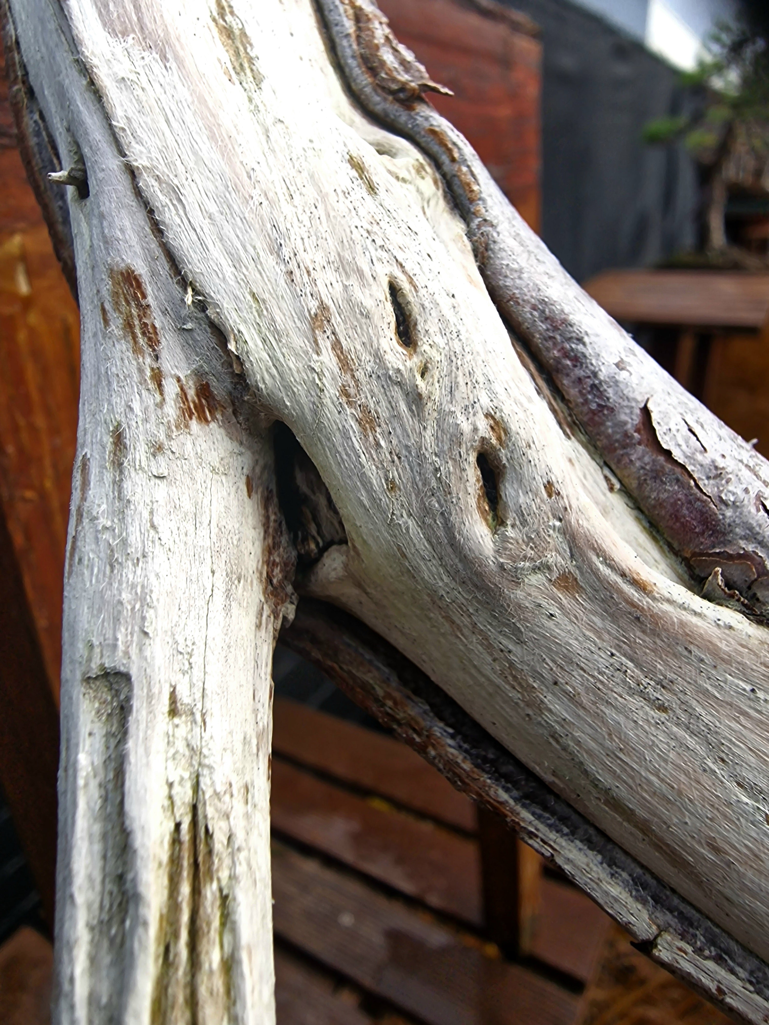 Taxus baccata cascade bonsai  No. 1