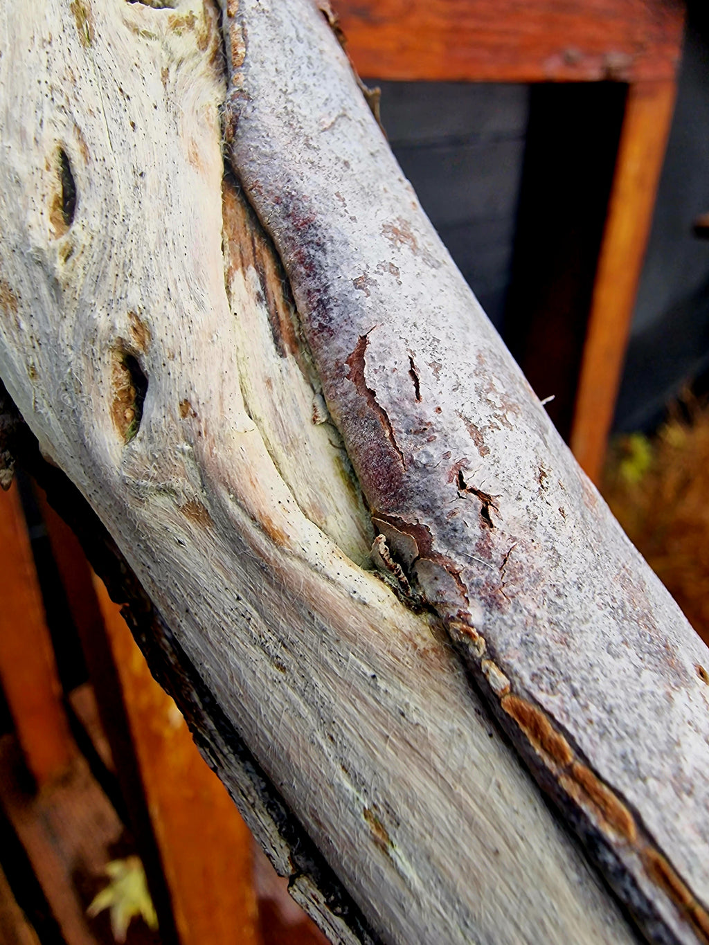 Taxus baccata cascade bonsai  No. 1