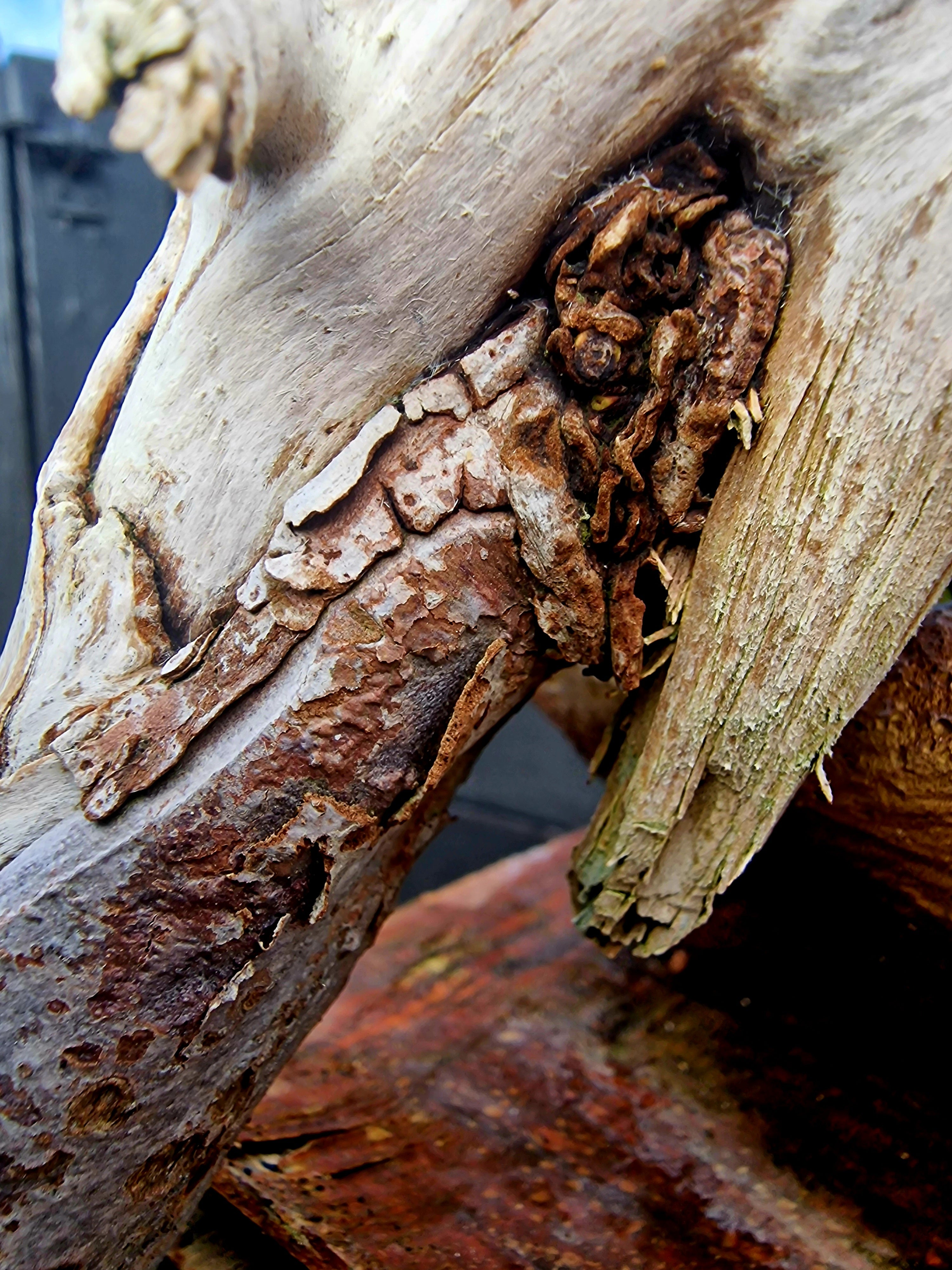 Taxus baccata cascade bonsai  No. 1