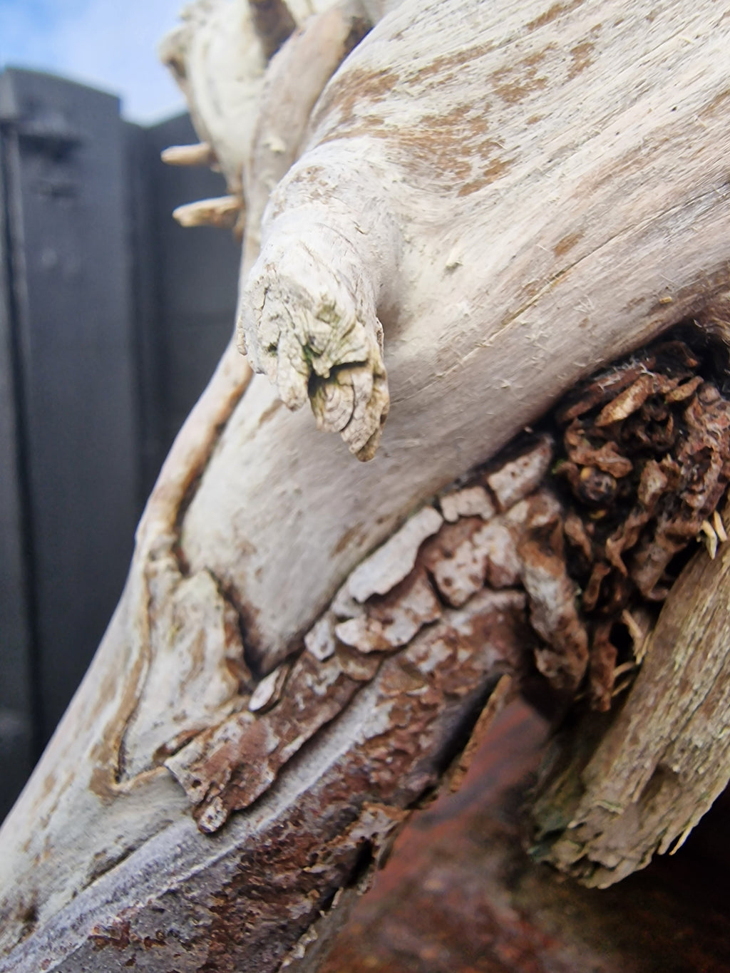 Taxus baccata cascade bonsai  No. 1
