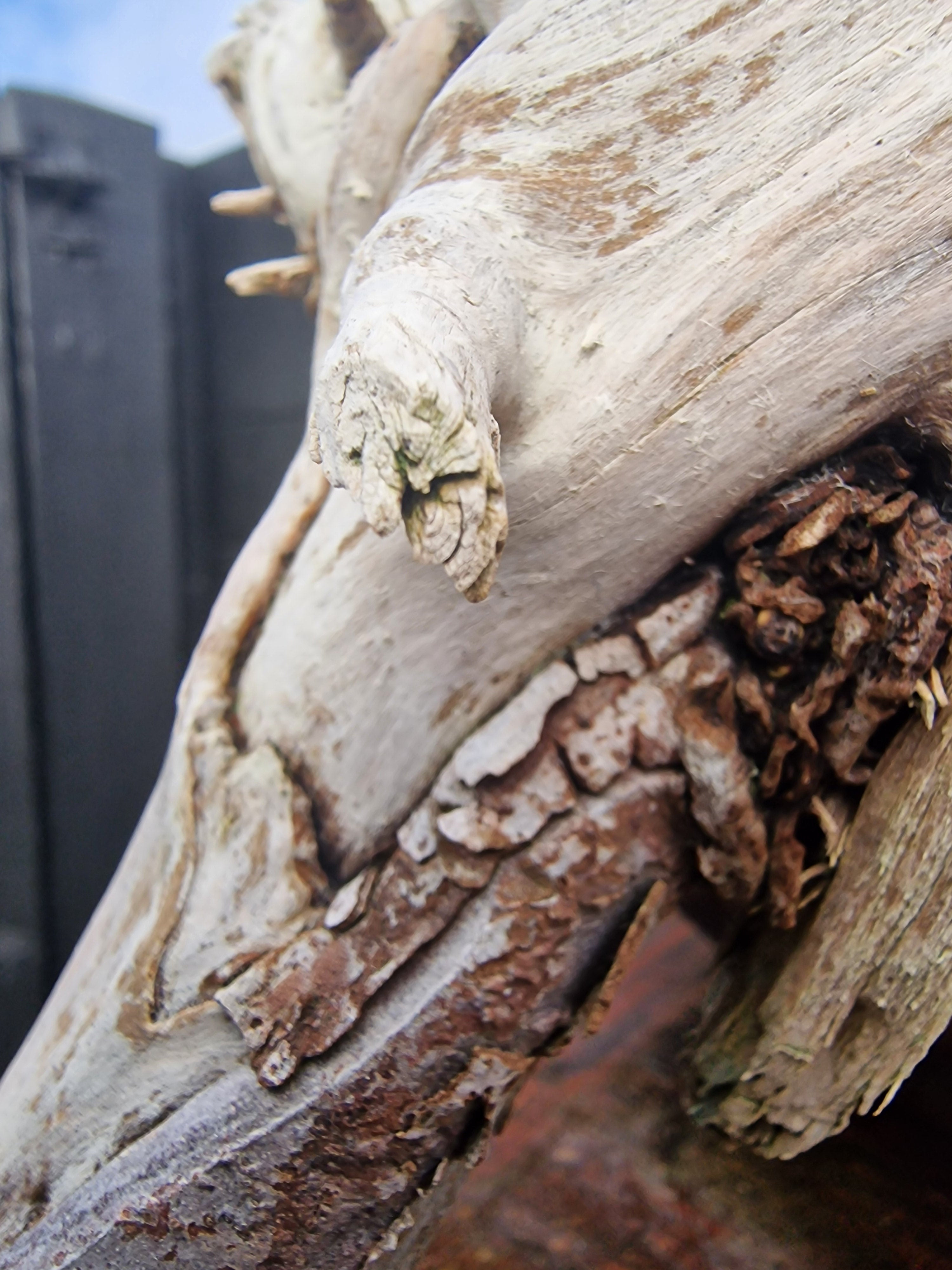 Taxus baccata cascade bonsai  No. 1