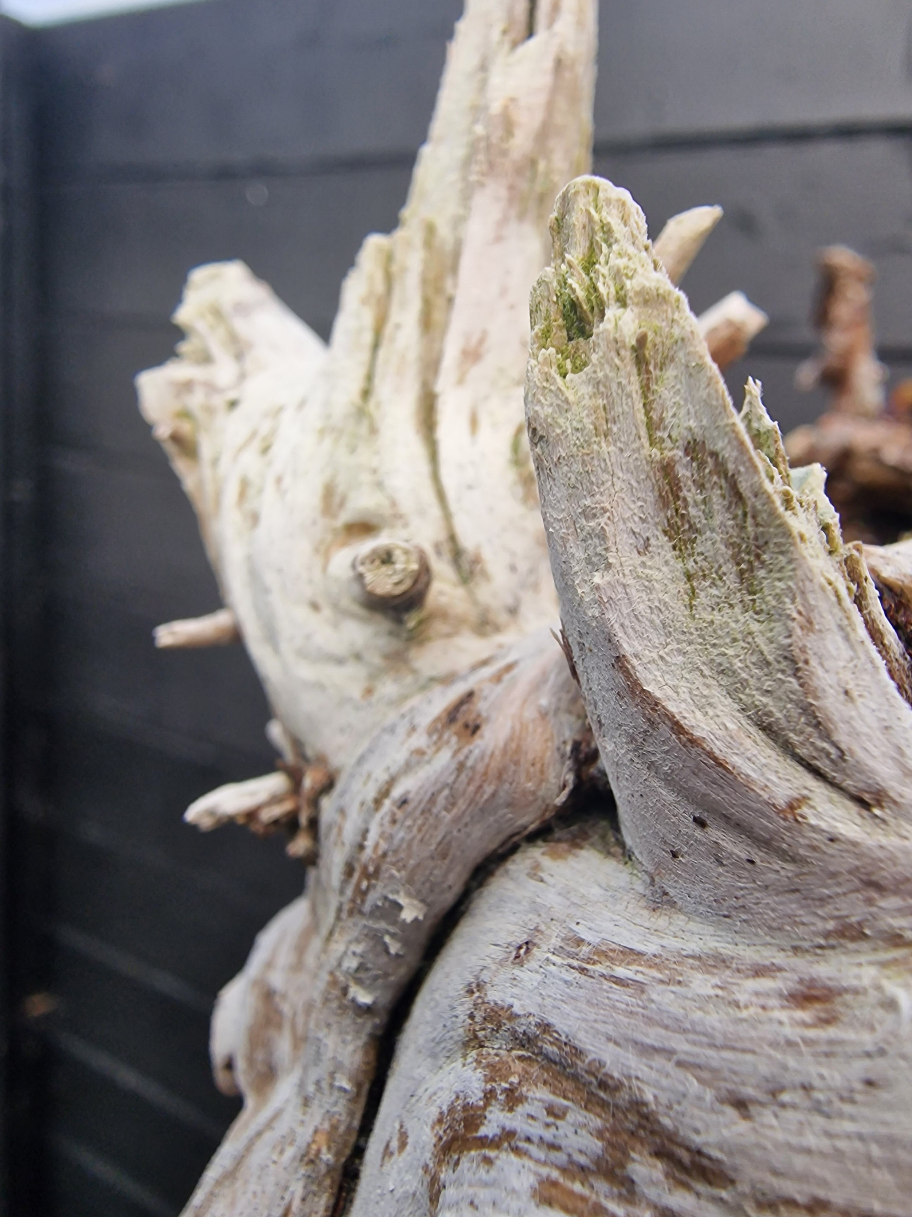 Taxus baccata cascade bonsai  No. 1