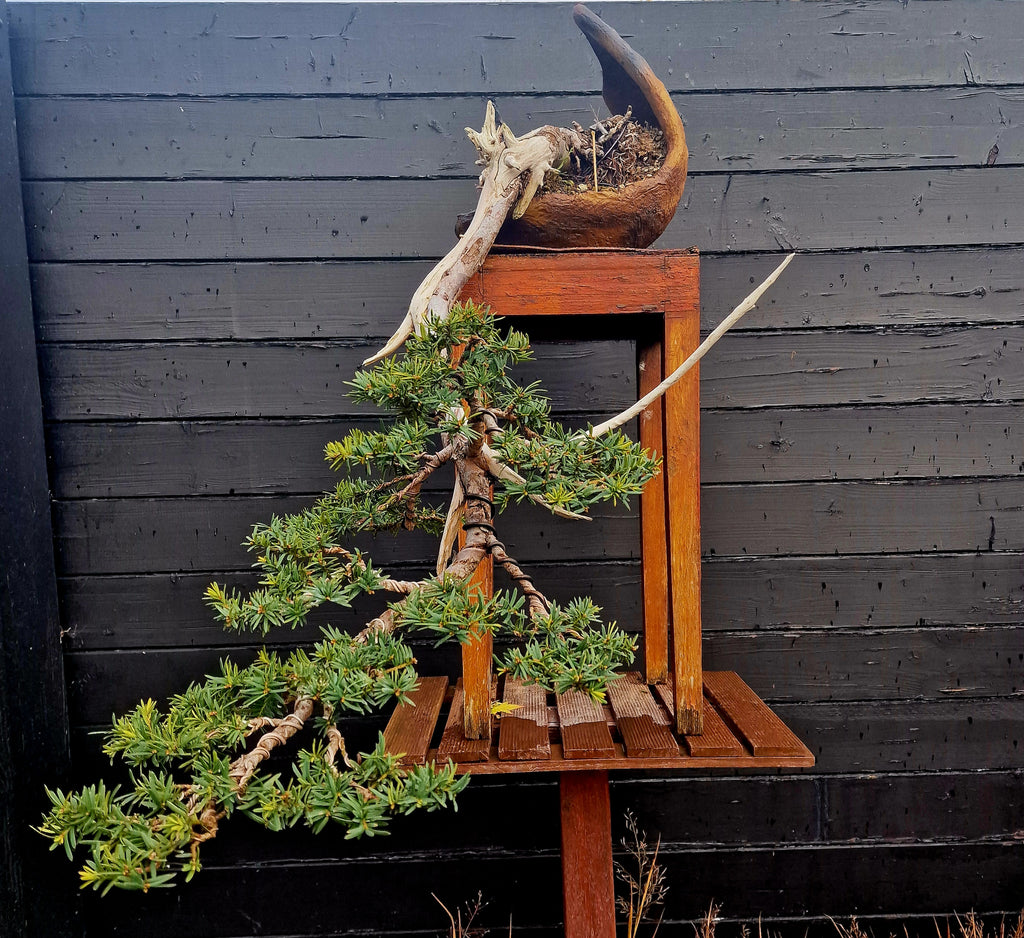 Taxus baccata cascade bonsai  No. 1