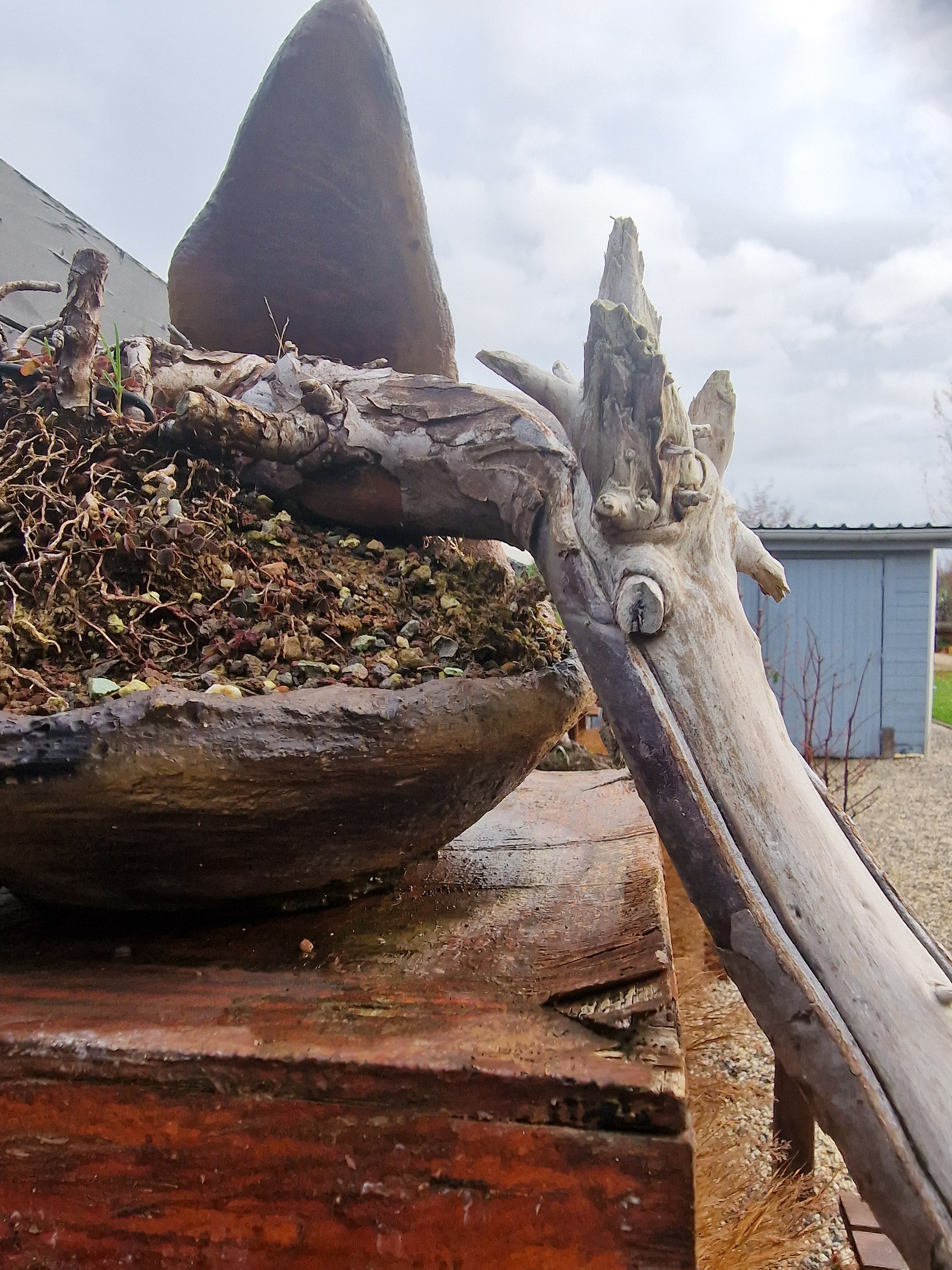 Taxus baccata cascade bonsai  No. 1