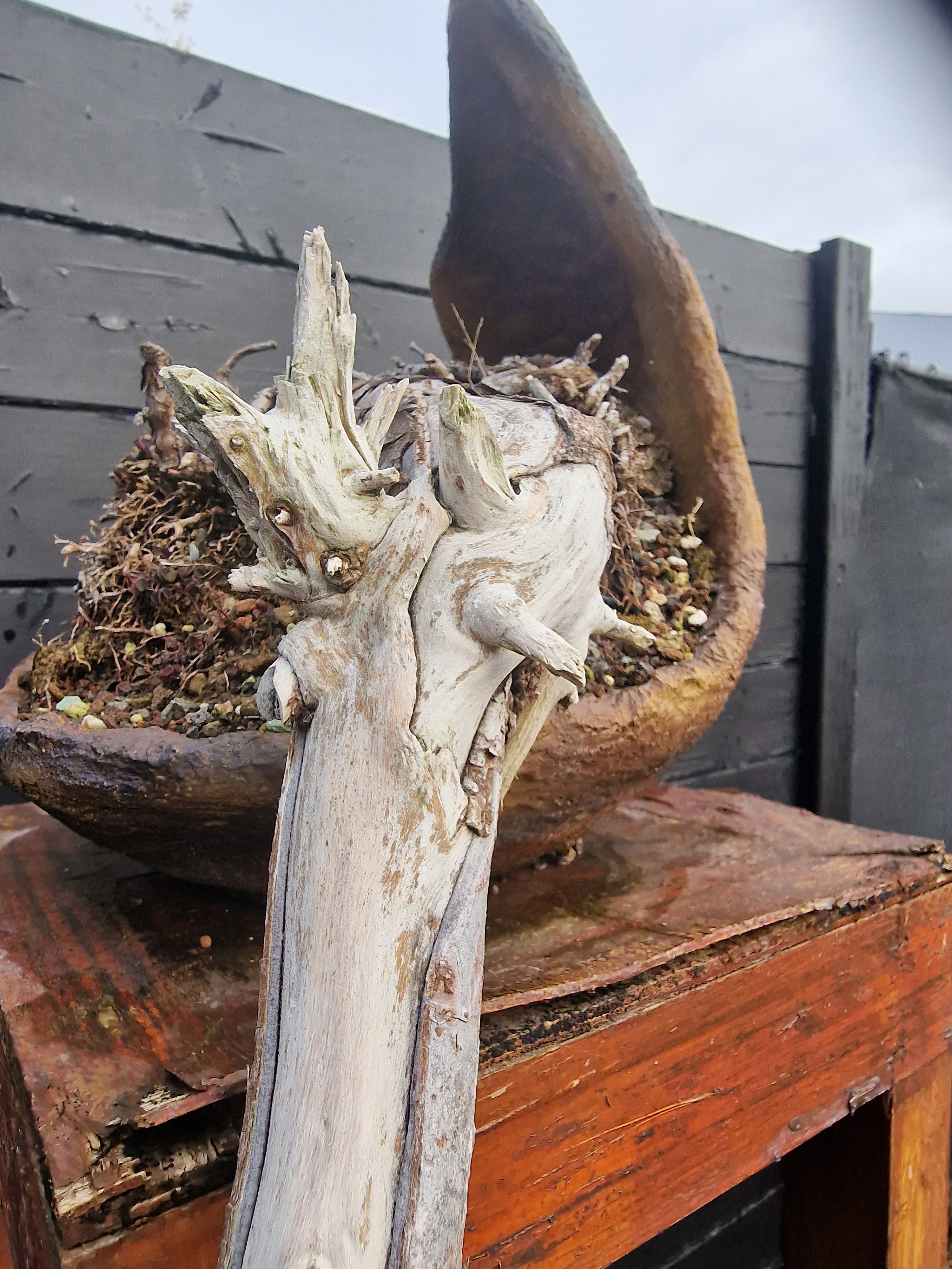 Taxus baccata cascade bonsai  No. 1