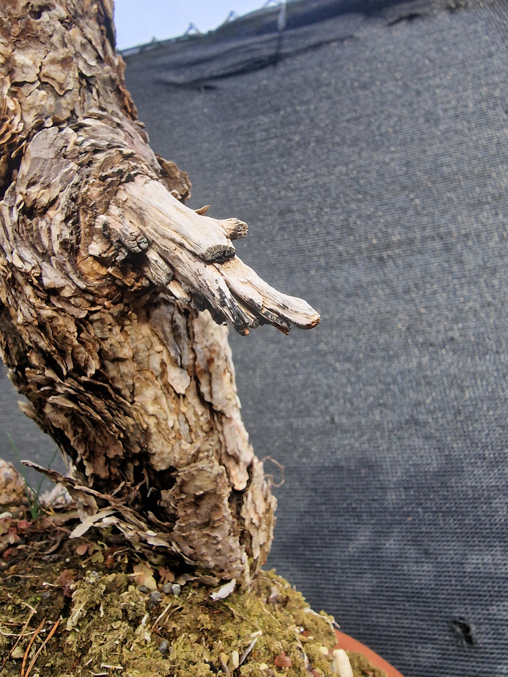 Pinus sylvestris Yamadori bonsai No.1