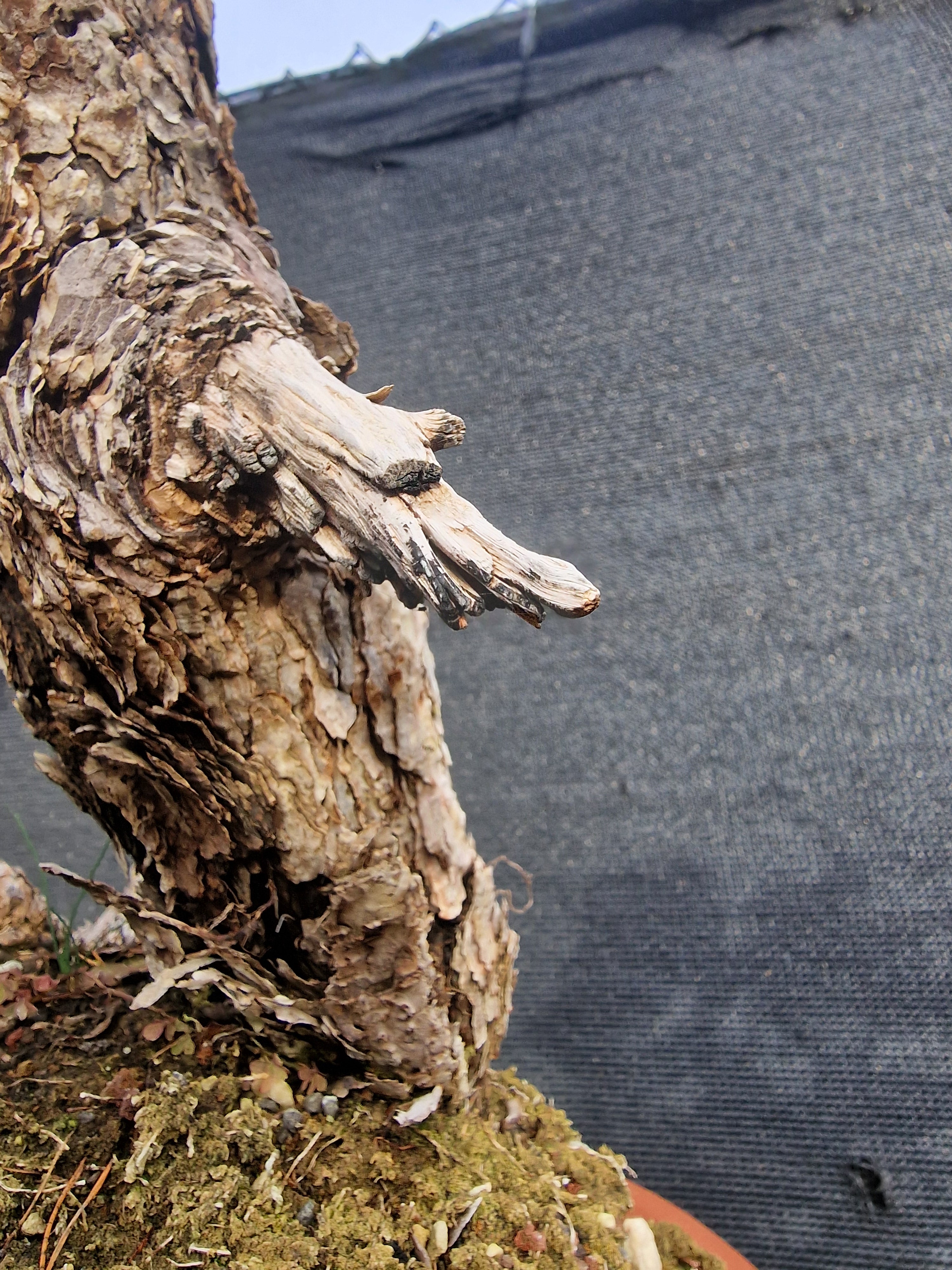 Pinus sylvestris Yamadori bonsai No.1
