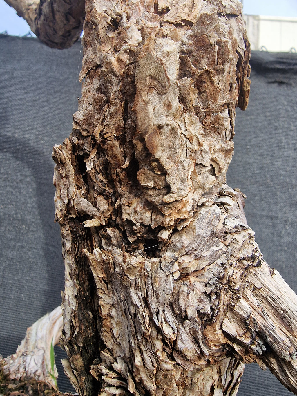 Pinus sylvestris Yamadori bonsai No.1