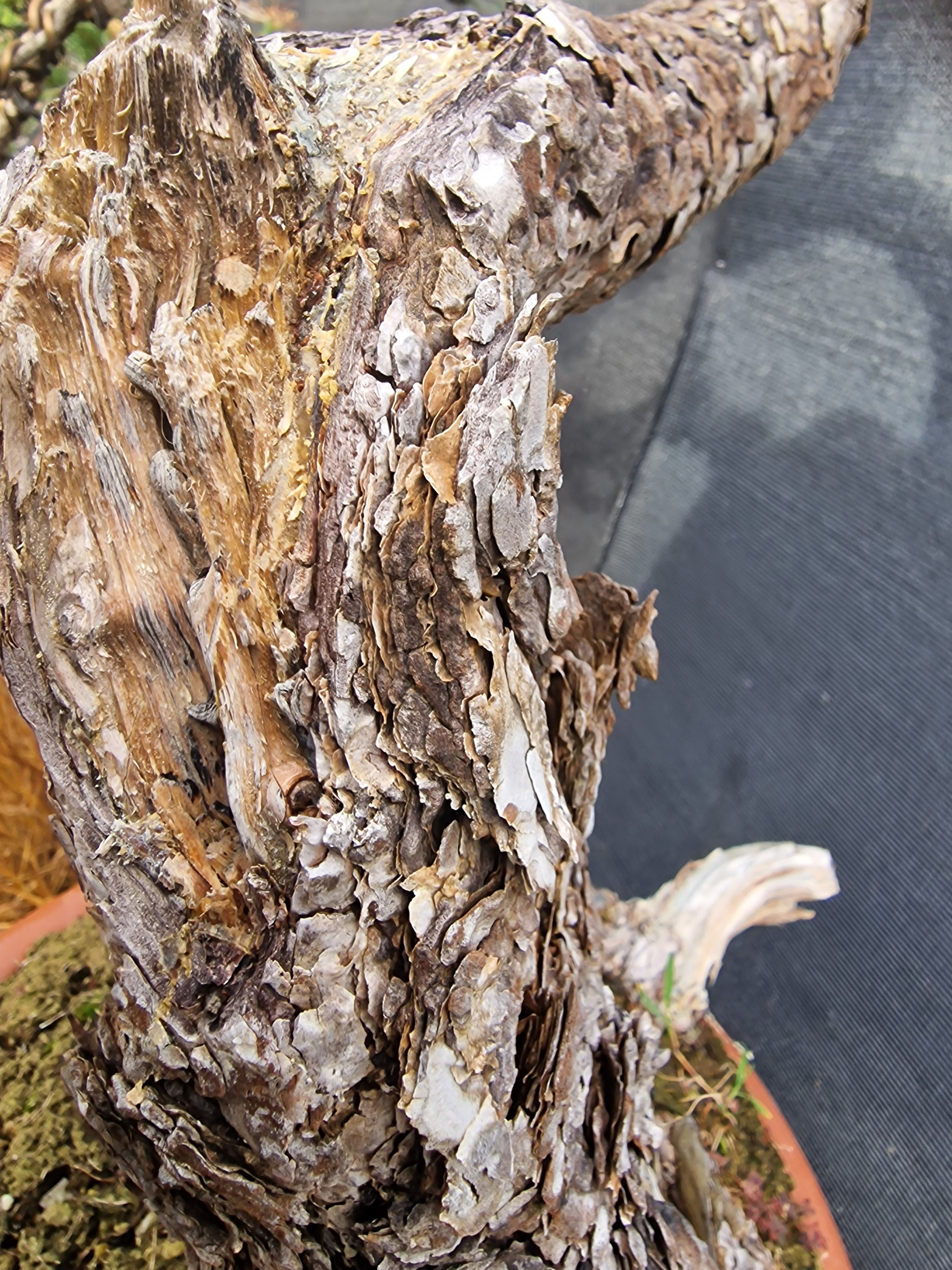 Pinus sylvestris Yamadori bonsai nr.1
