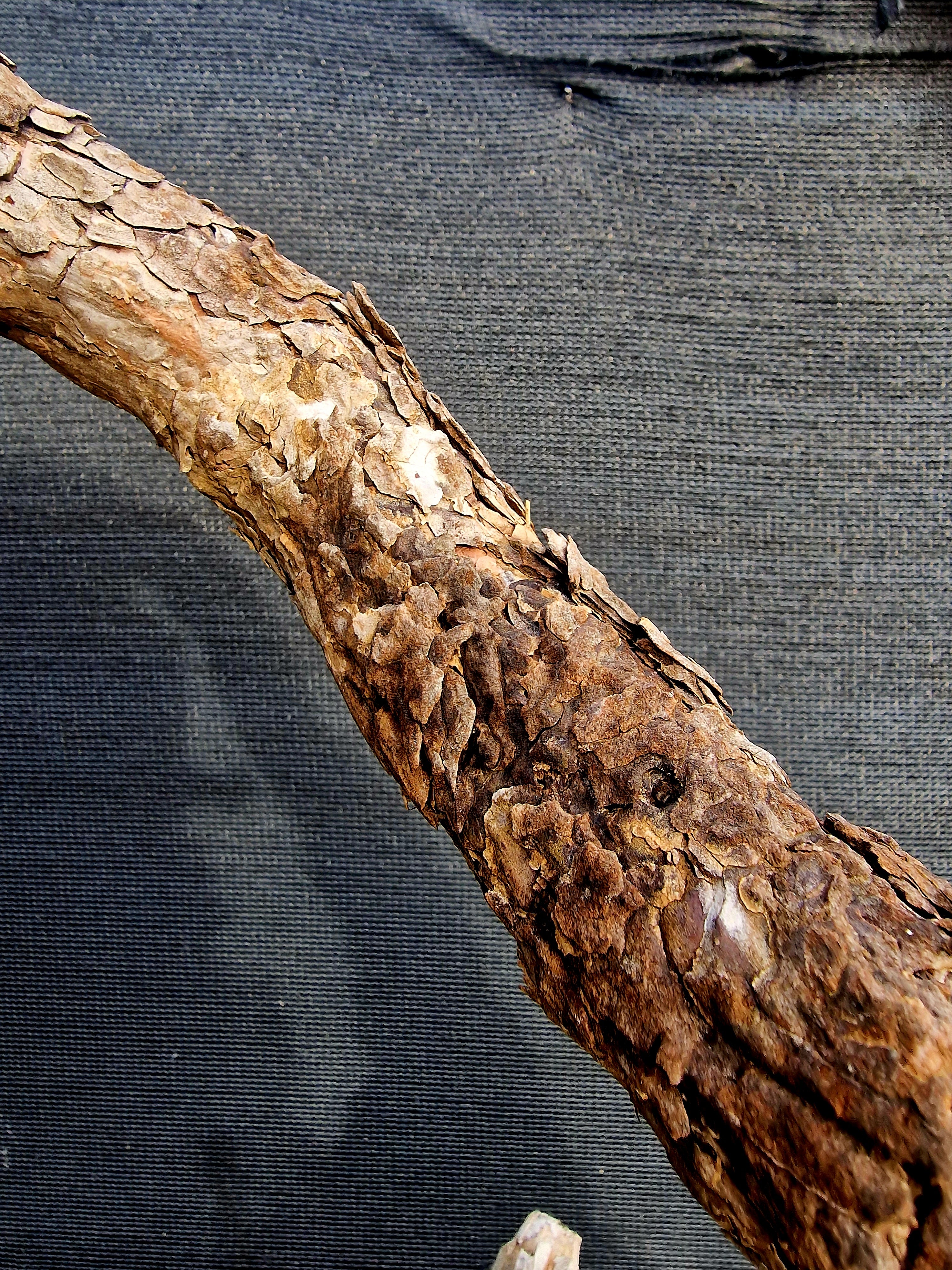 Pinus sylvestris Yamadori bonsai nr.1