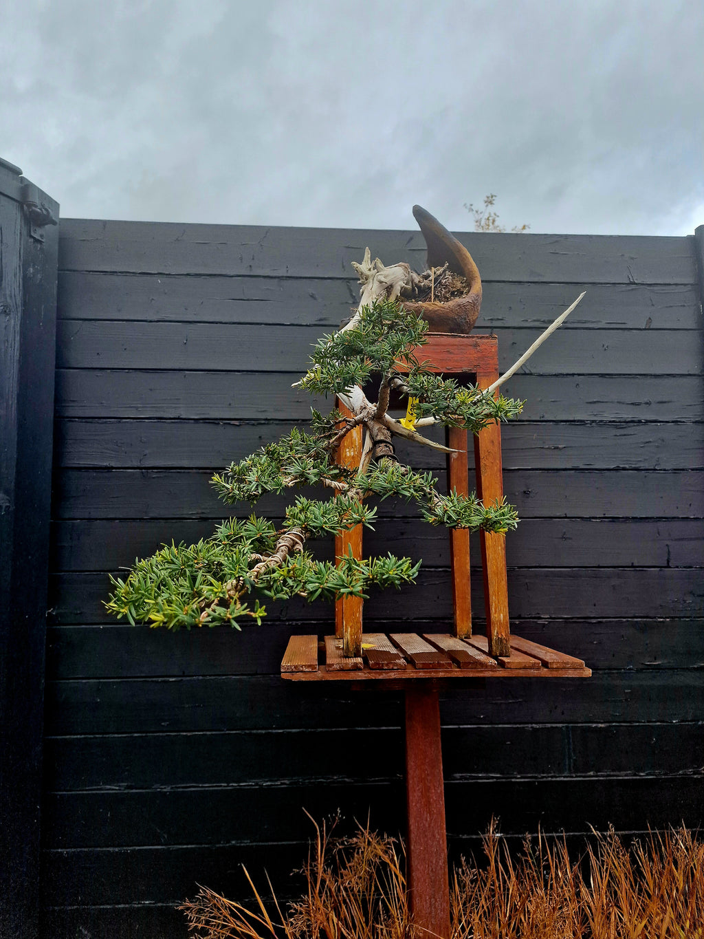 Taxus baccata cascade bonsai  No. 1