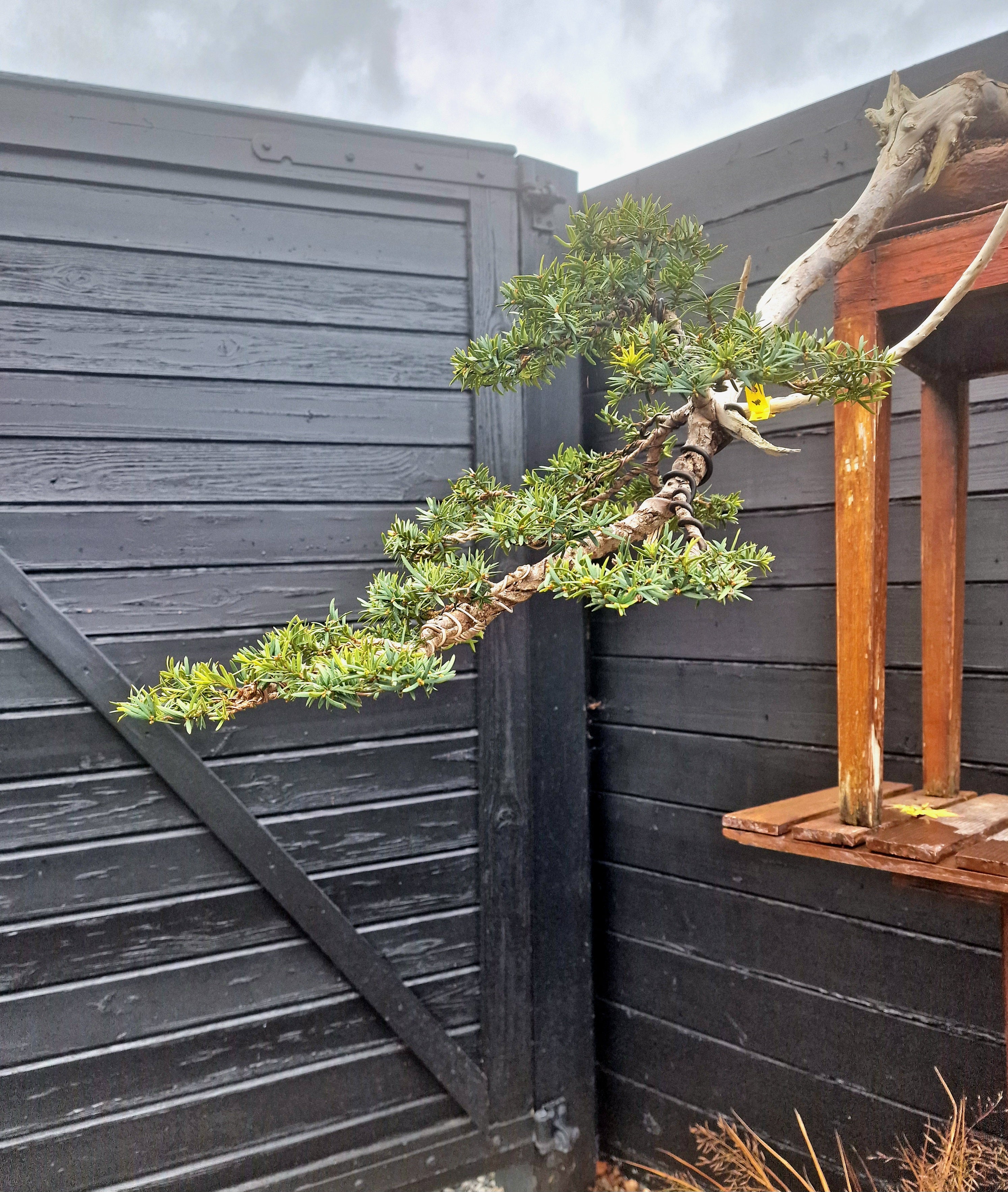 Taxus baccata cascade bonsai  No. 1