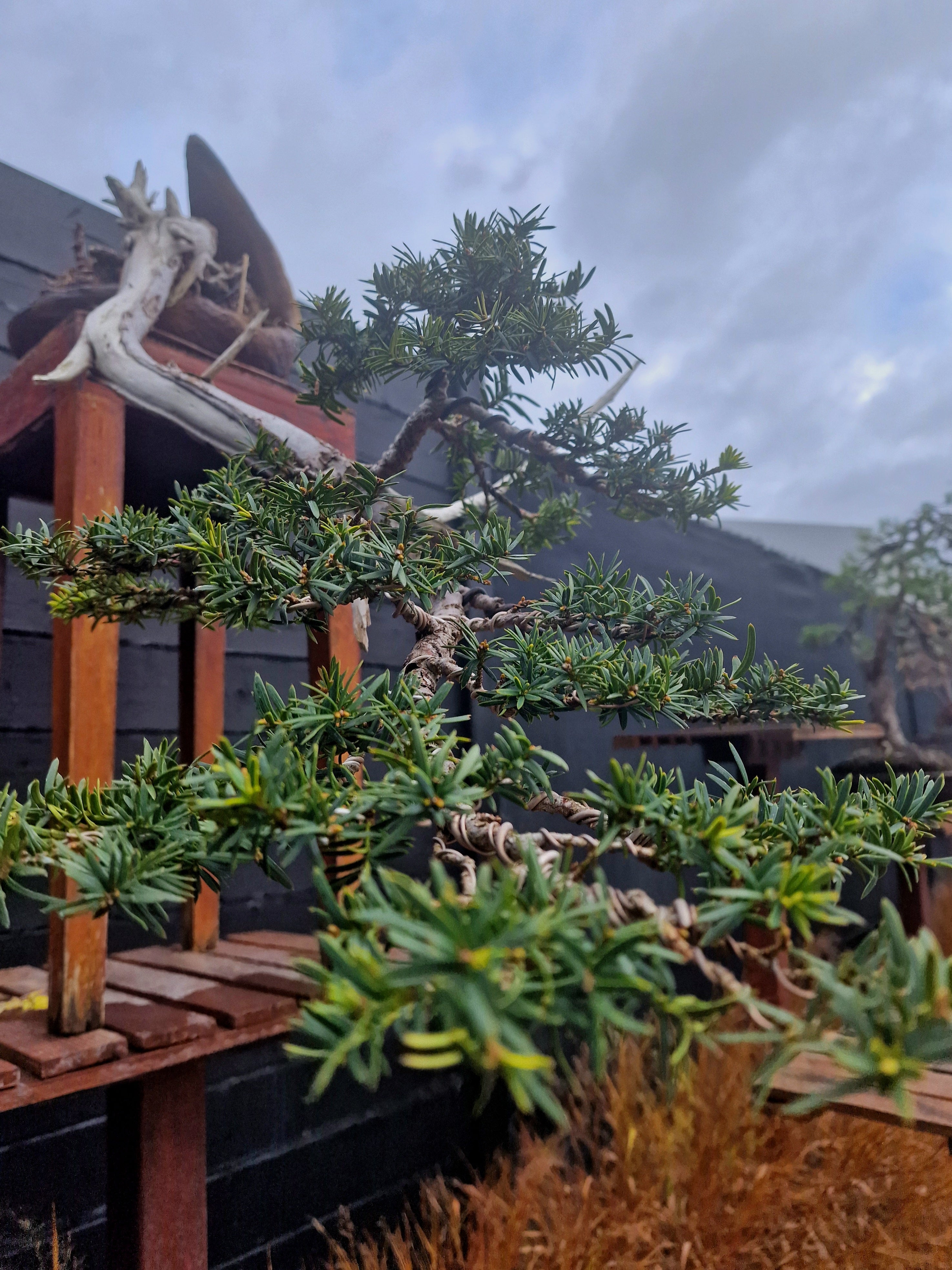 Taxus baccata cascade bonsai  No. 1