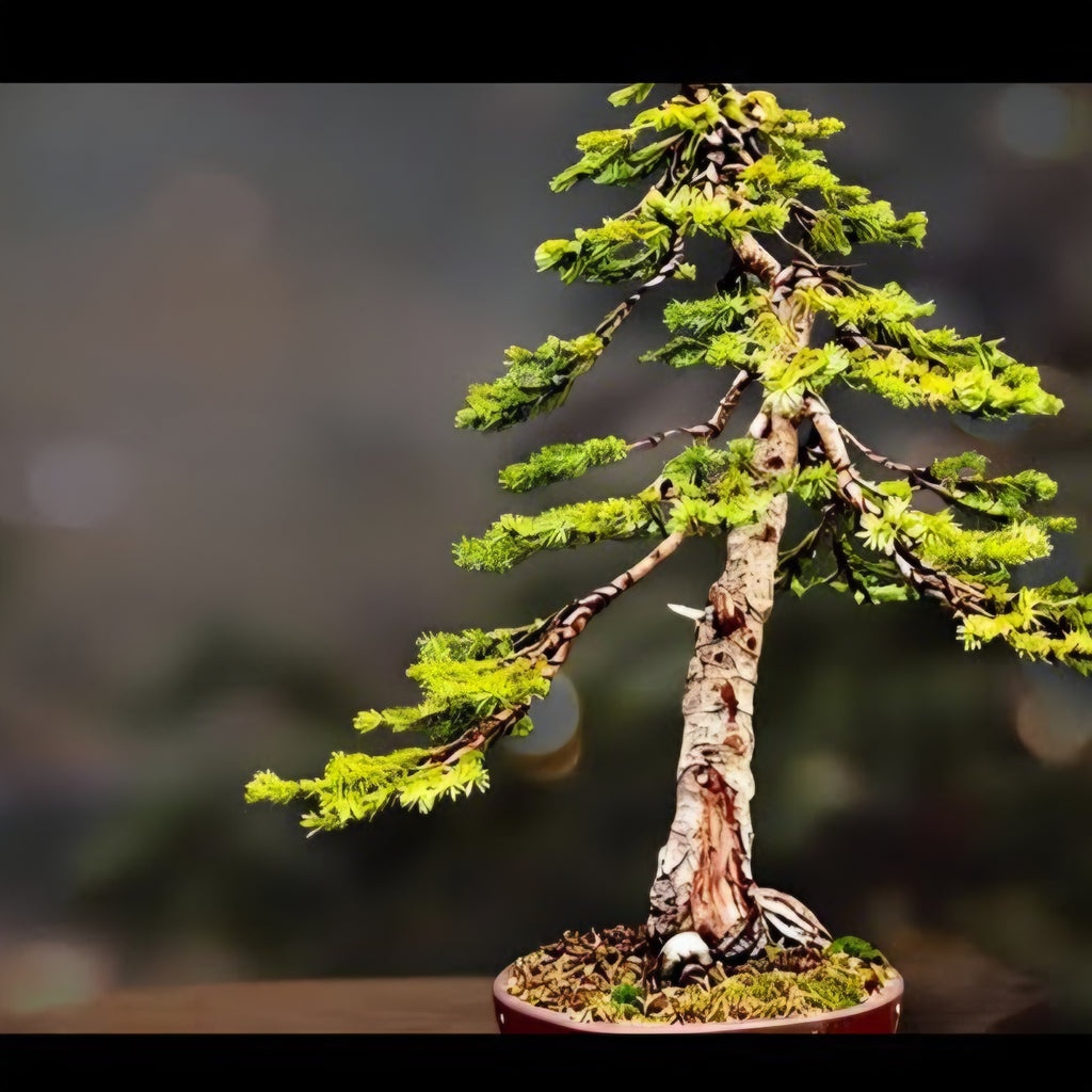 Picea Omorika bonsai  No.