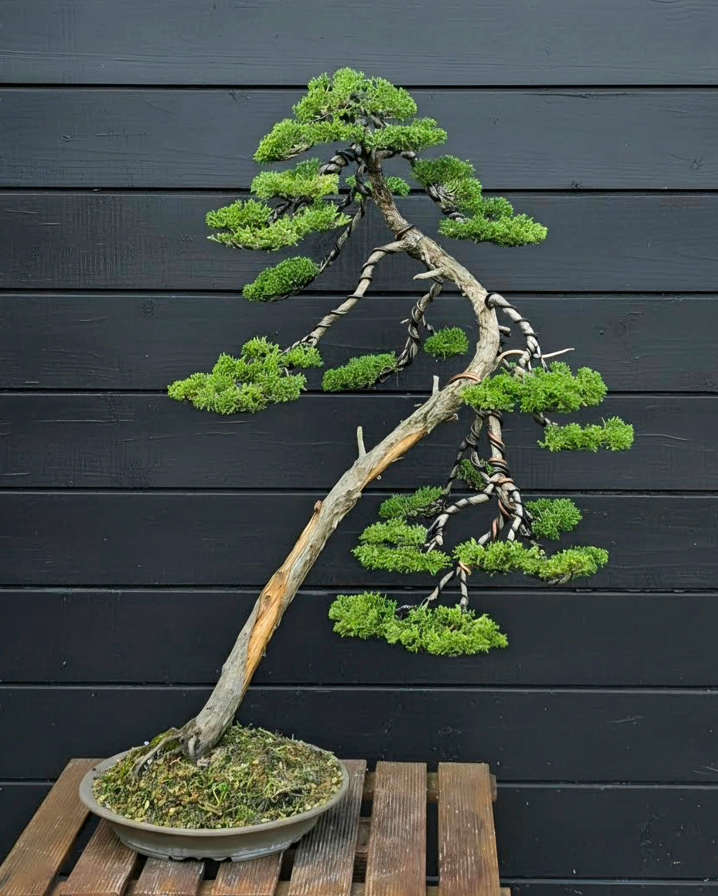 Juniper itoigawa bonsai No.1