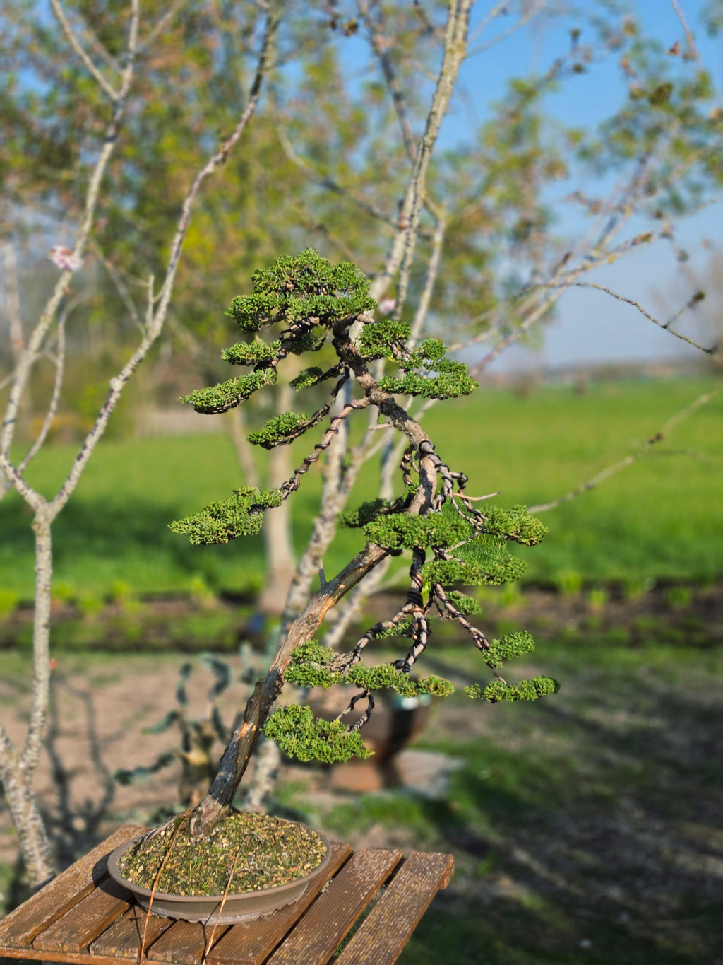 Juniper itoigawa bonsai No.1