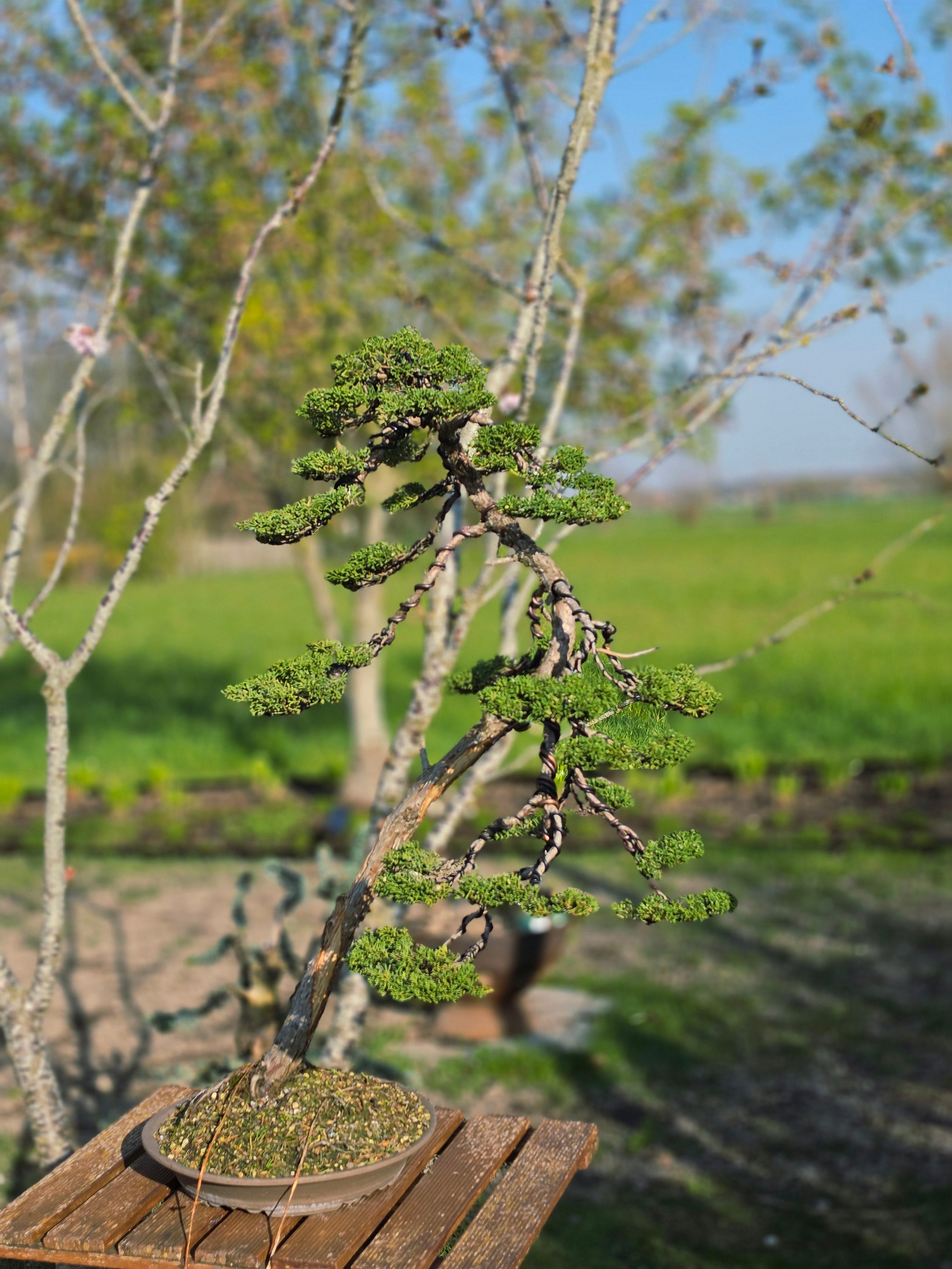 Juniper itoigawa bonsai No.1