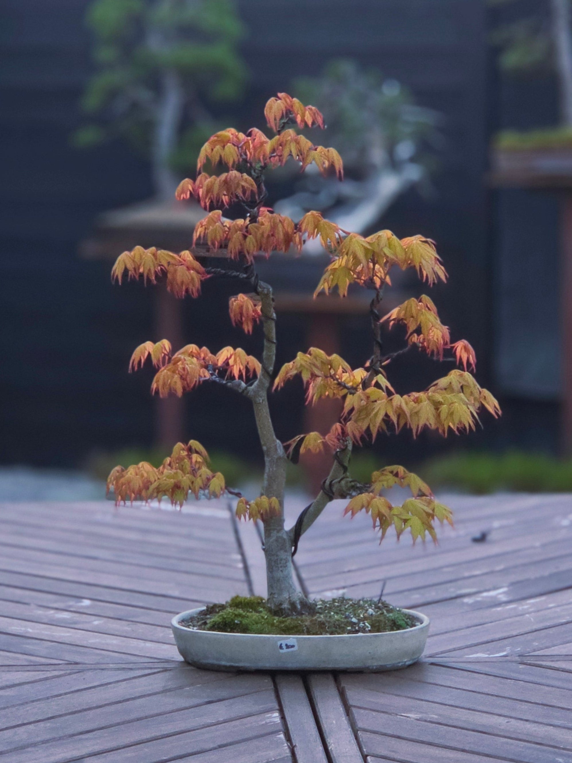 Products – Bonsai Lab