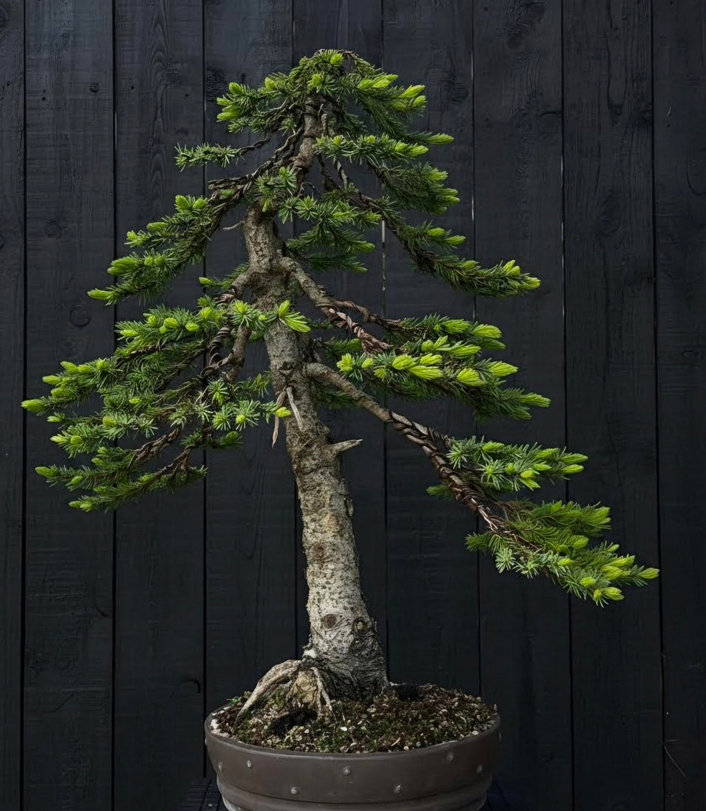 Picea Omorika bonsai  No.