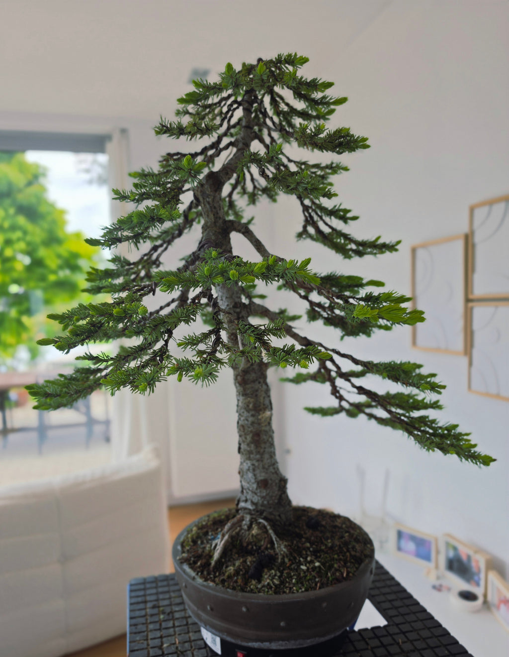 Picea Omorika bonsai  No.
