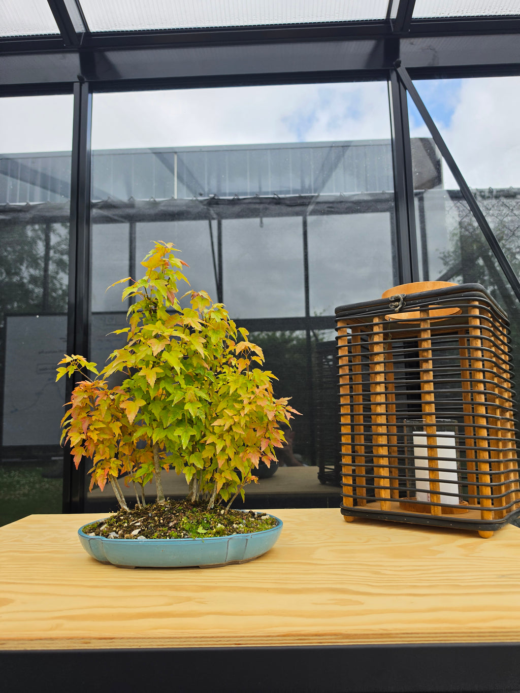 Acer Buergerianum bonsai forrest NO.7