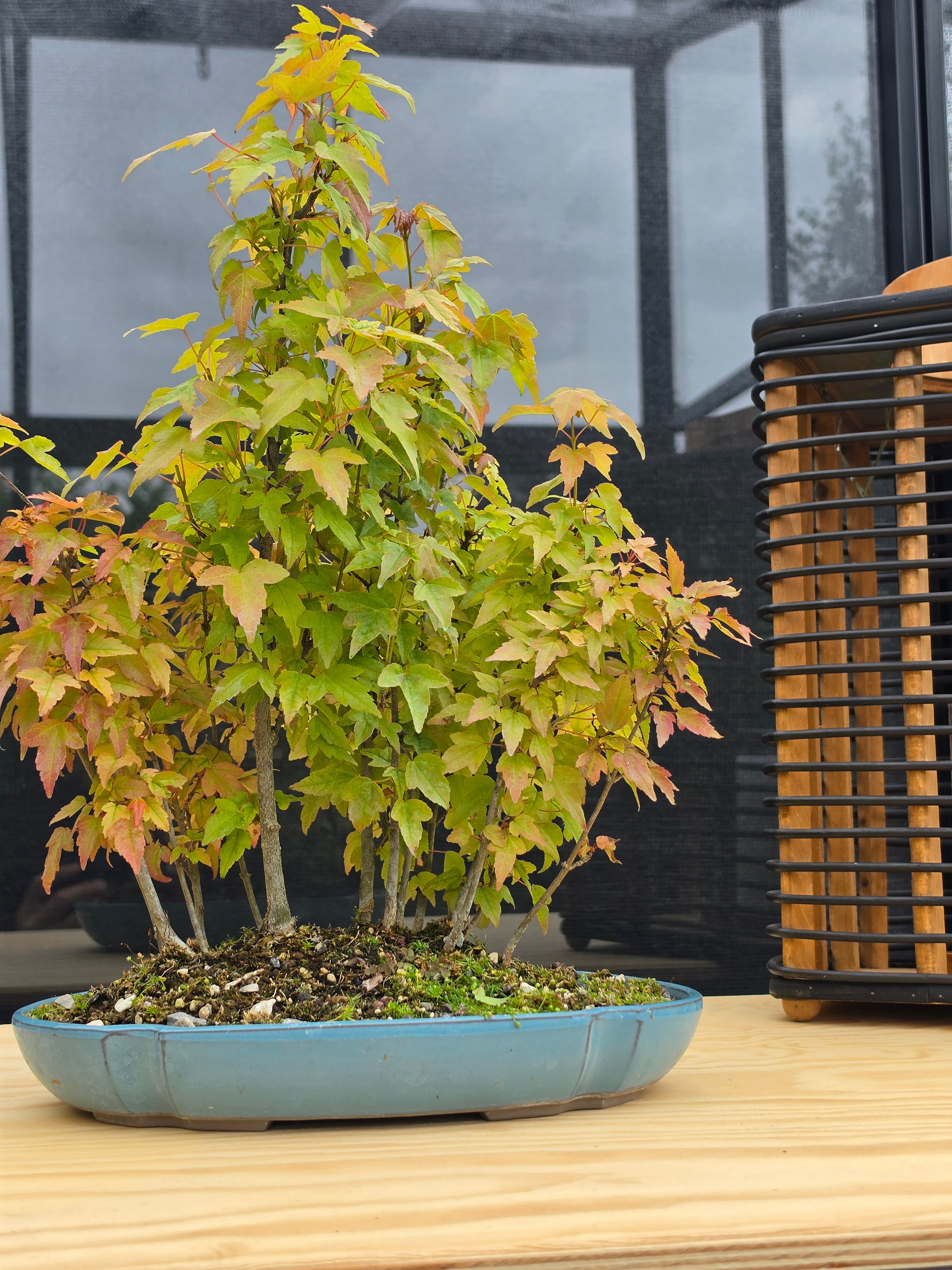 Acer Buergerianum bonsai forrest NO.7