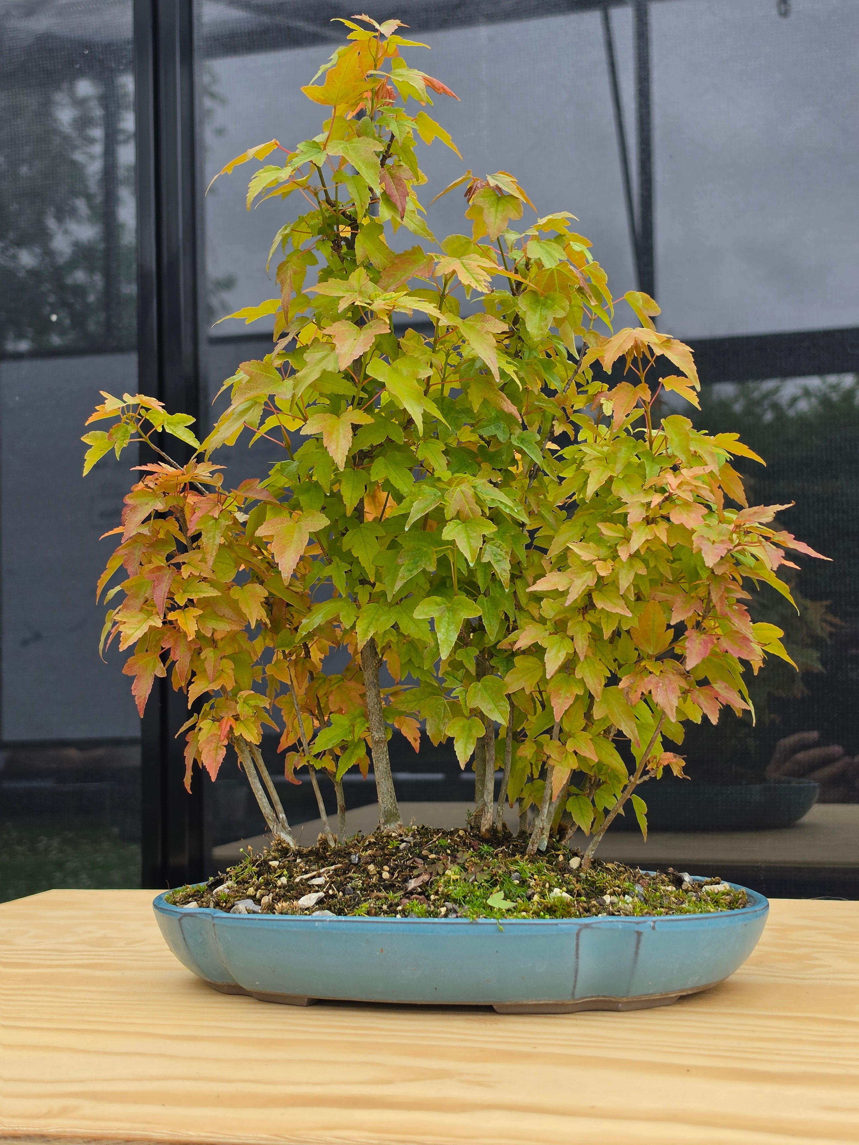 Acer Buergerianum bonsai forrest NO.7