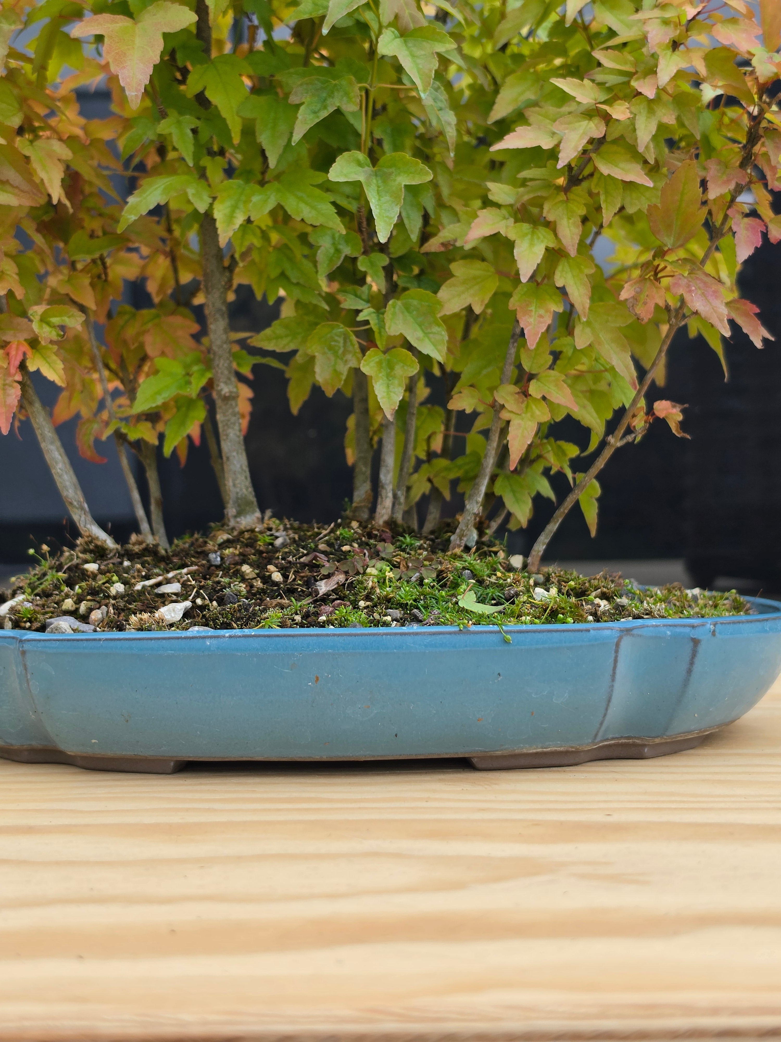 Acer Buergerianum bonsai forrest NO.7