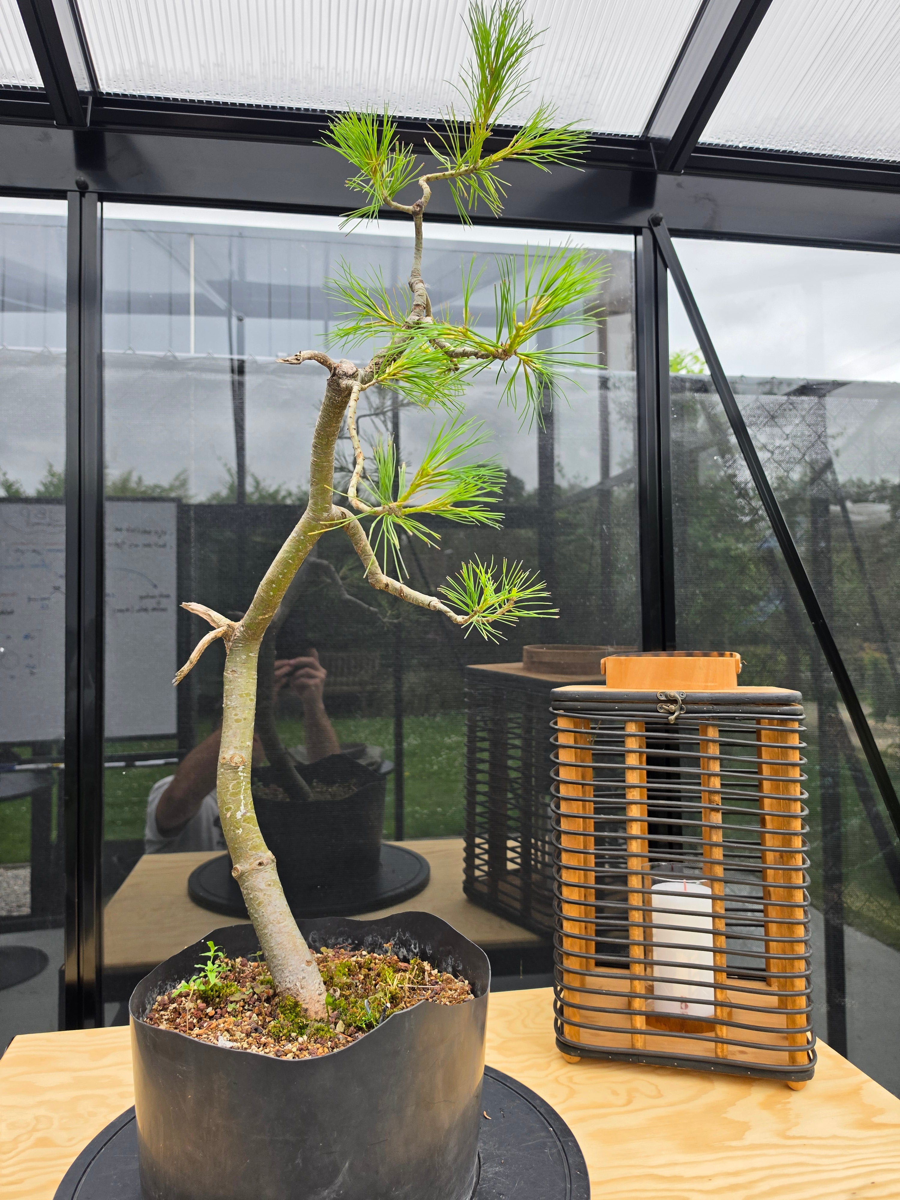 Pinus Cembra Pre-Bonsai No.83