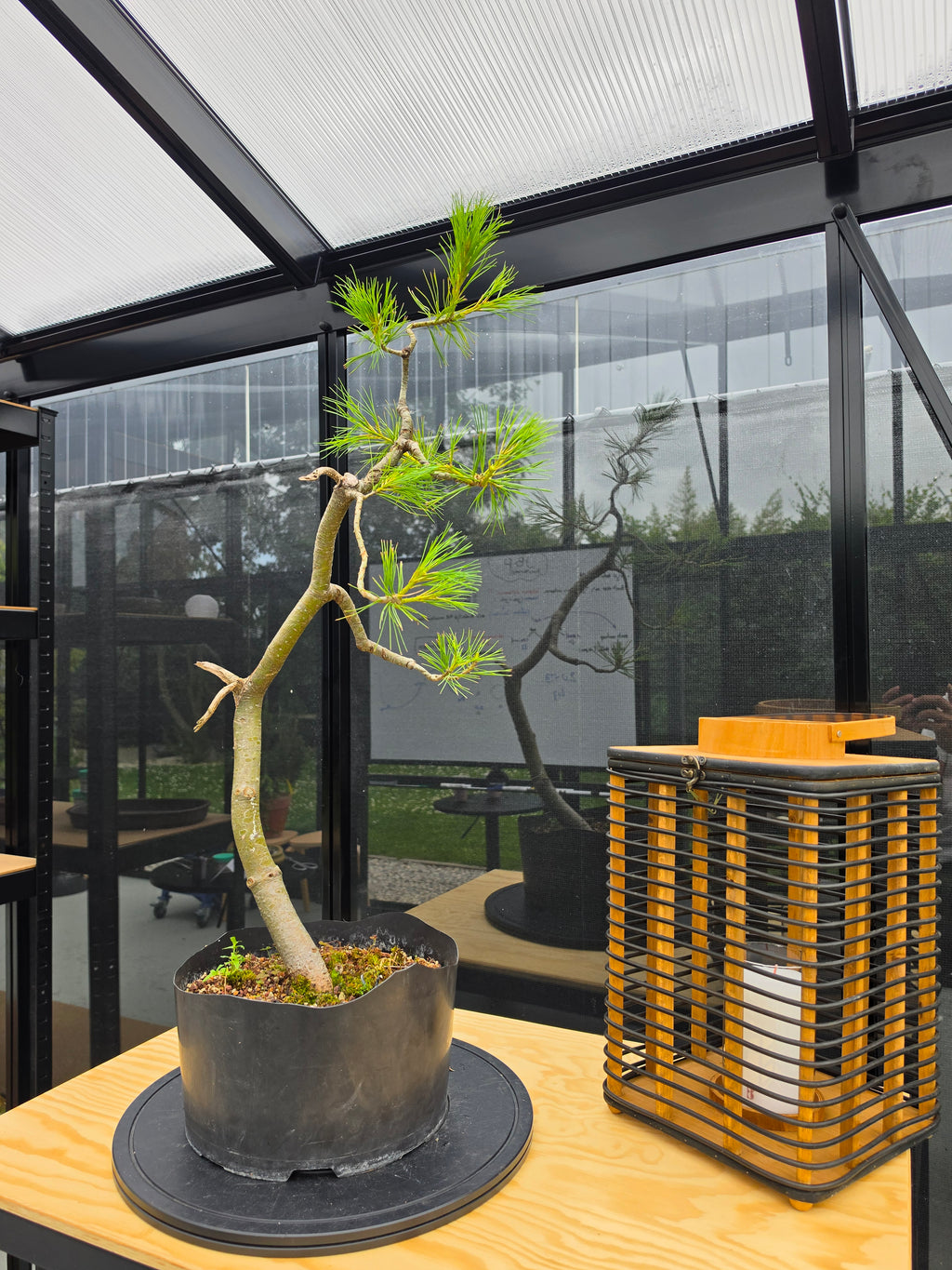 Pinus Cembra Pre-Bonsai No.83