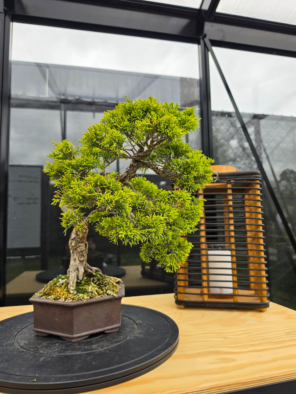 Juniper itoigawa bonsai No.1