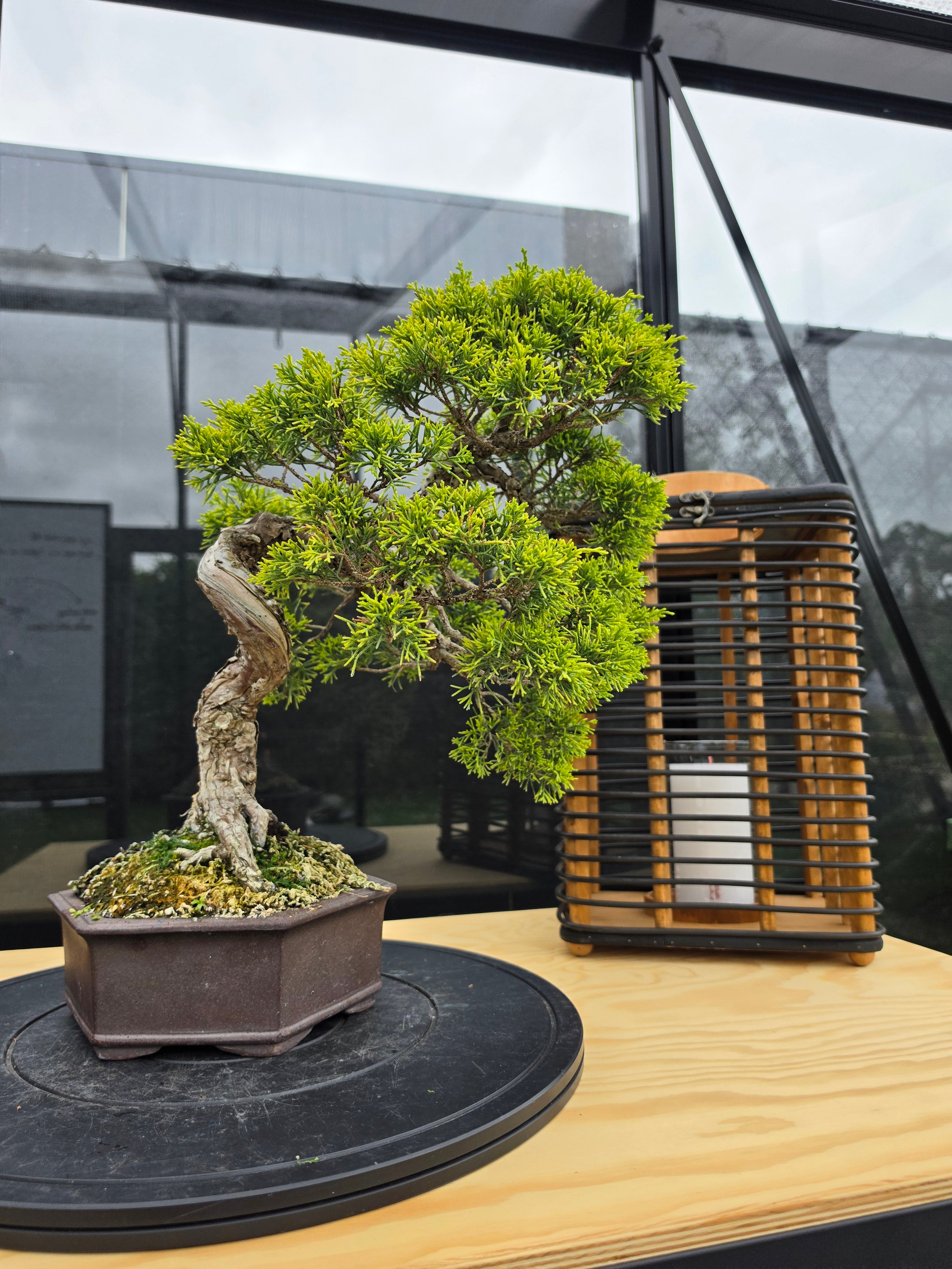Juniper itoigawa bonsai No.1