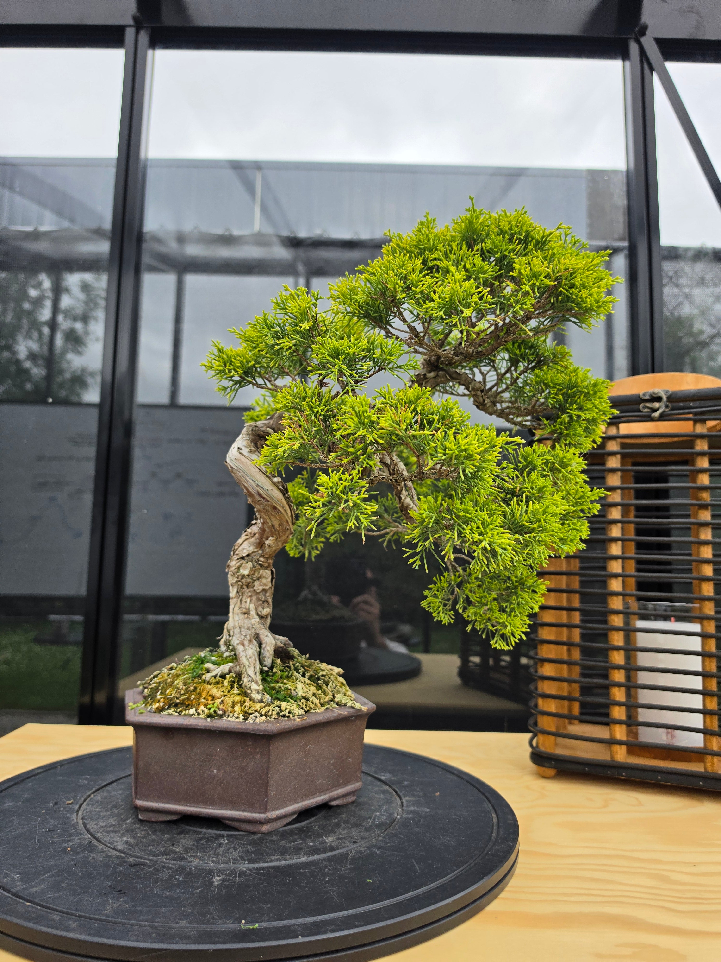 Juniper itoigawa bonsai No.1
