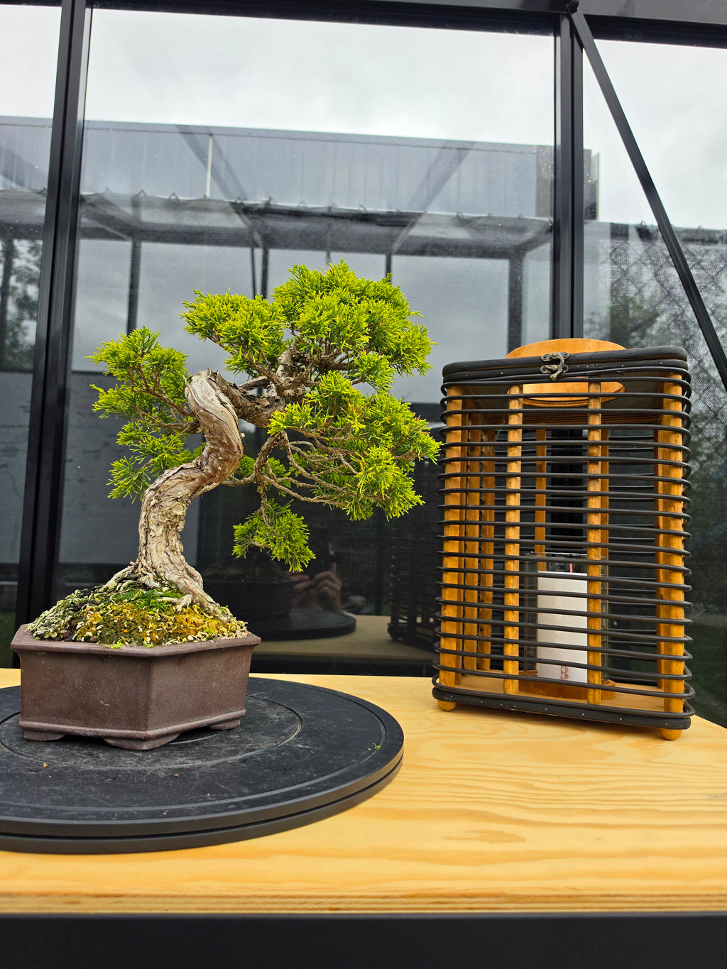 Juniper itoigawa bonsai No.1