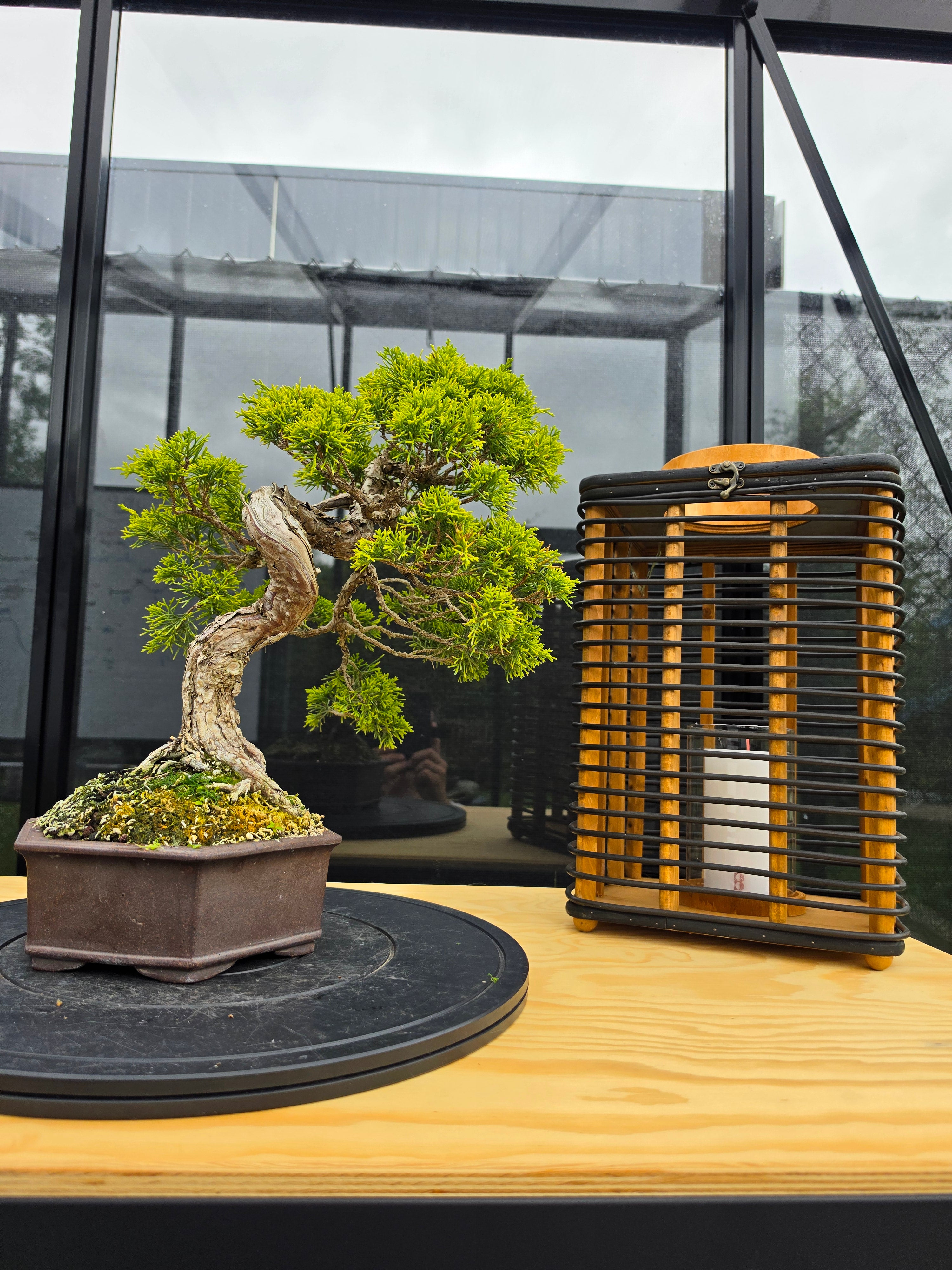 Juniper itoigawa bonsai No.1