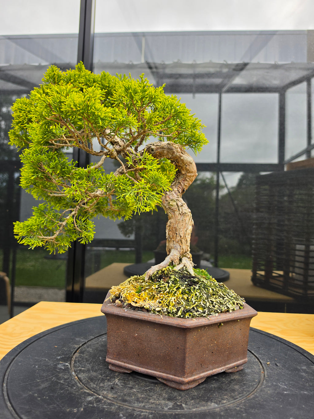 Juniper itoigawa bonsai No.1