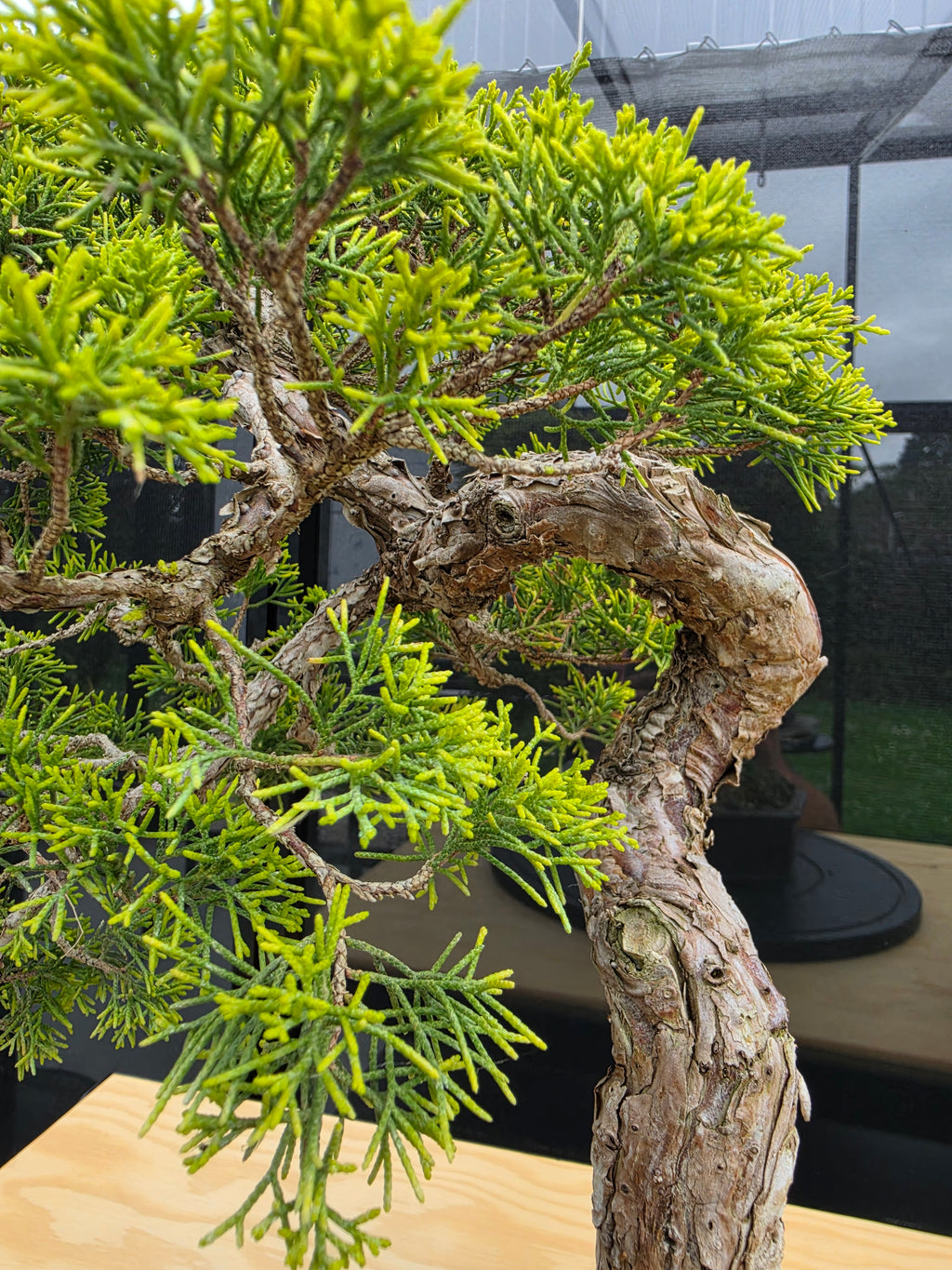 Juniper itoigawa bonsai No.1