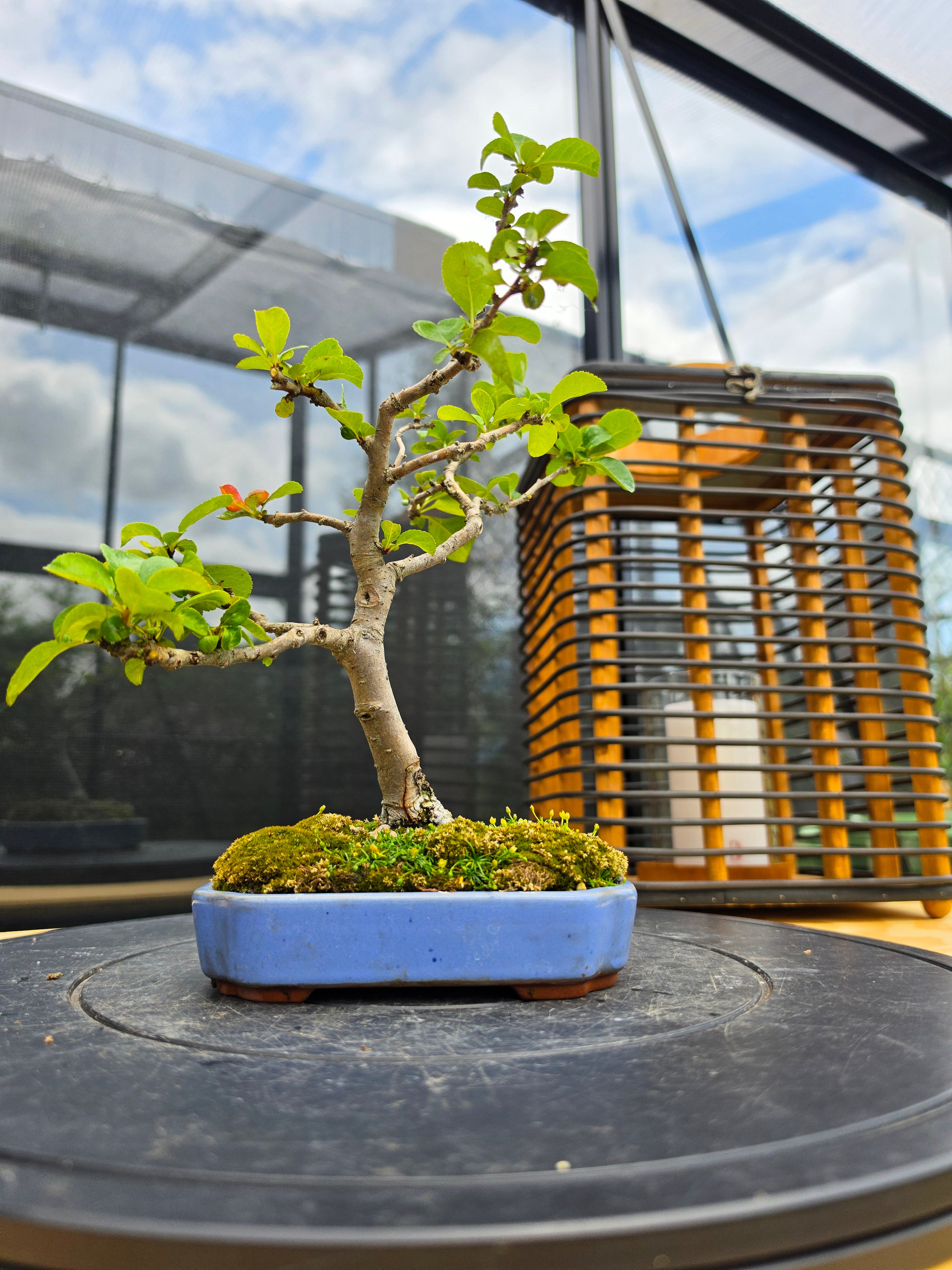 Chaenomeles japonica No.5