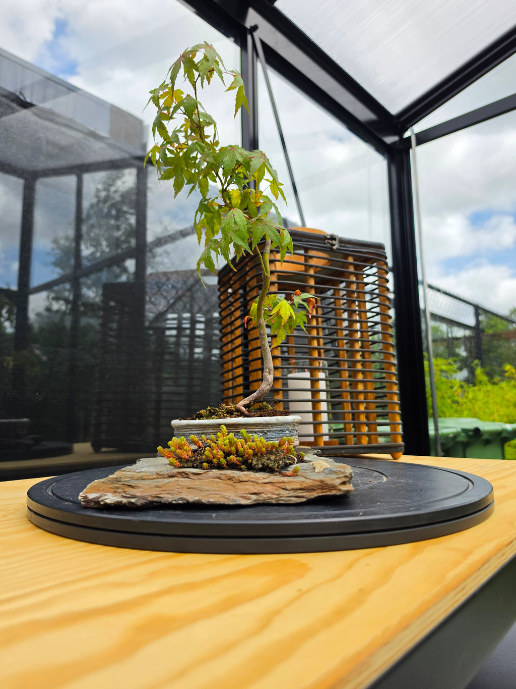 Acer palmatum bonsai composition on rock N0.4