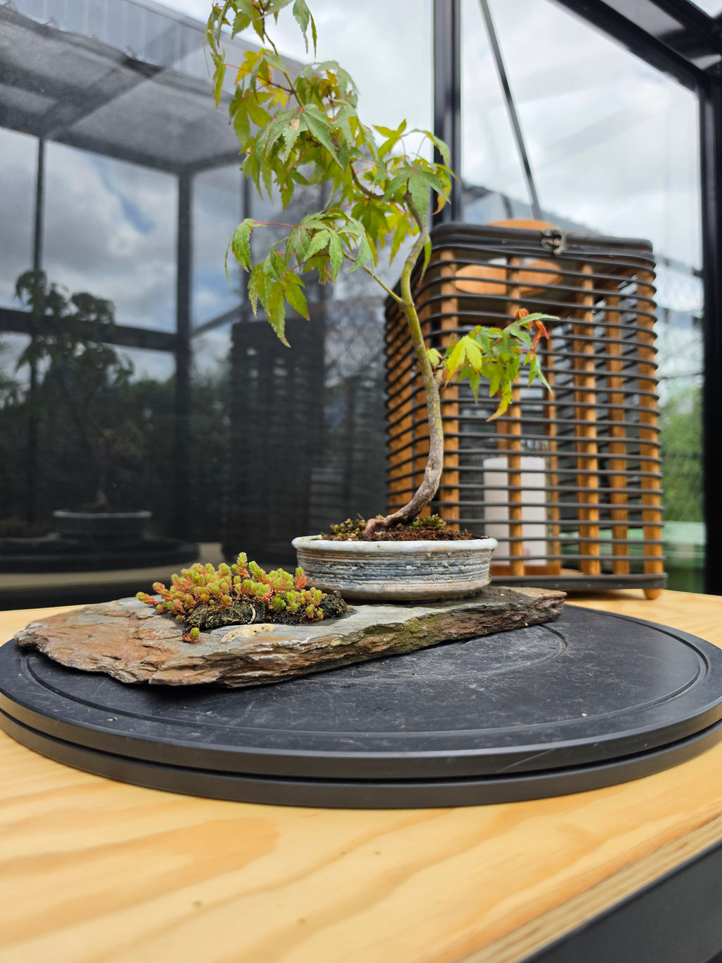 Acer palmatum bonsai composition on rock N0.4