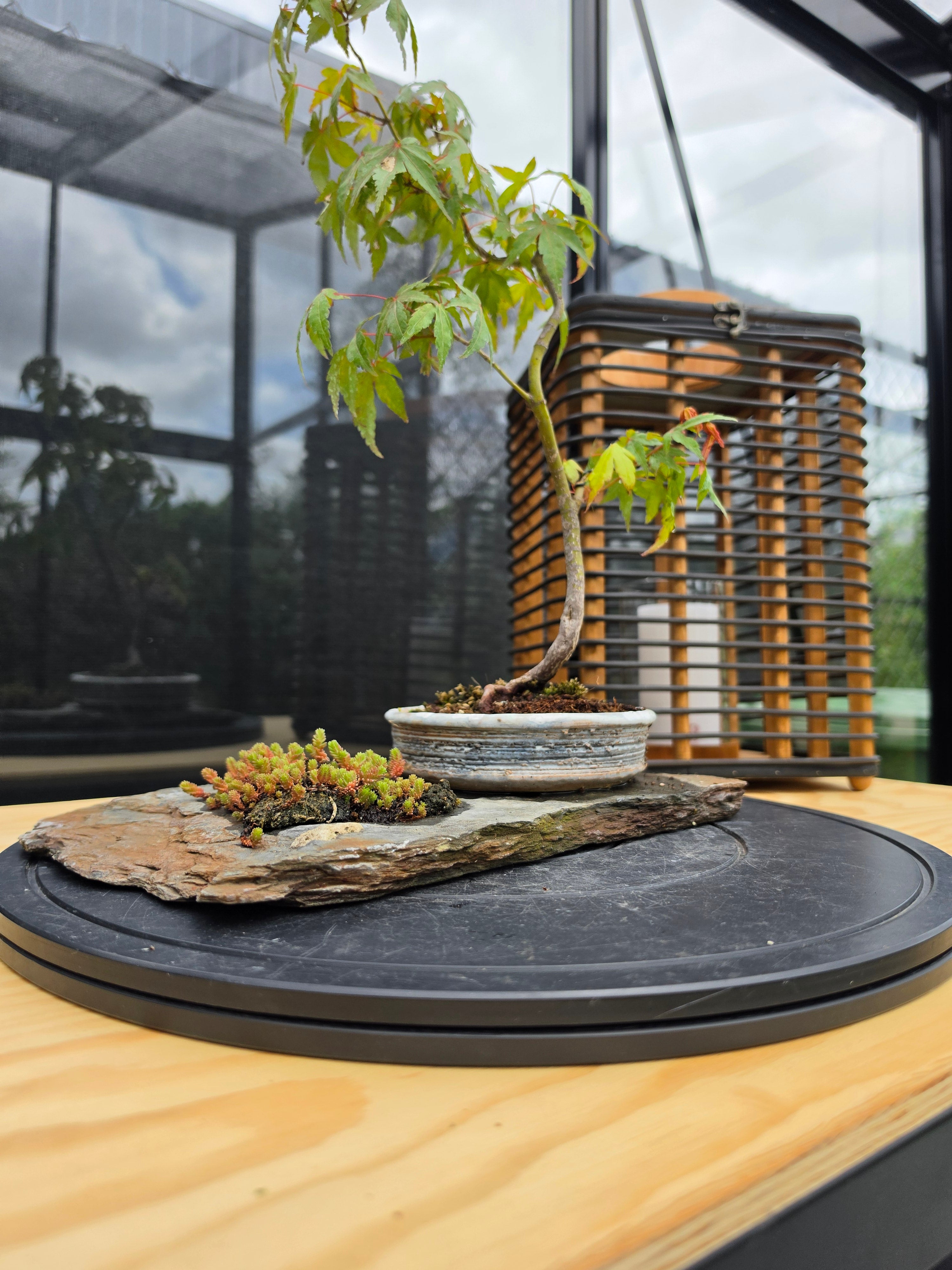 Acer palmatum bonsai composition on rock N0.4
